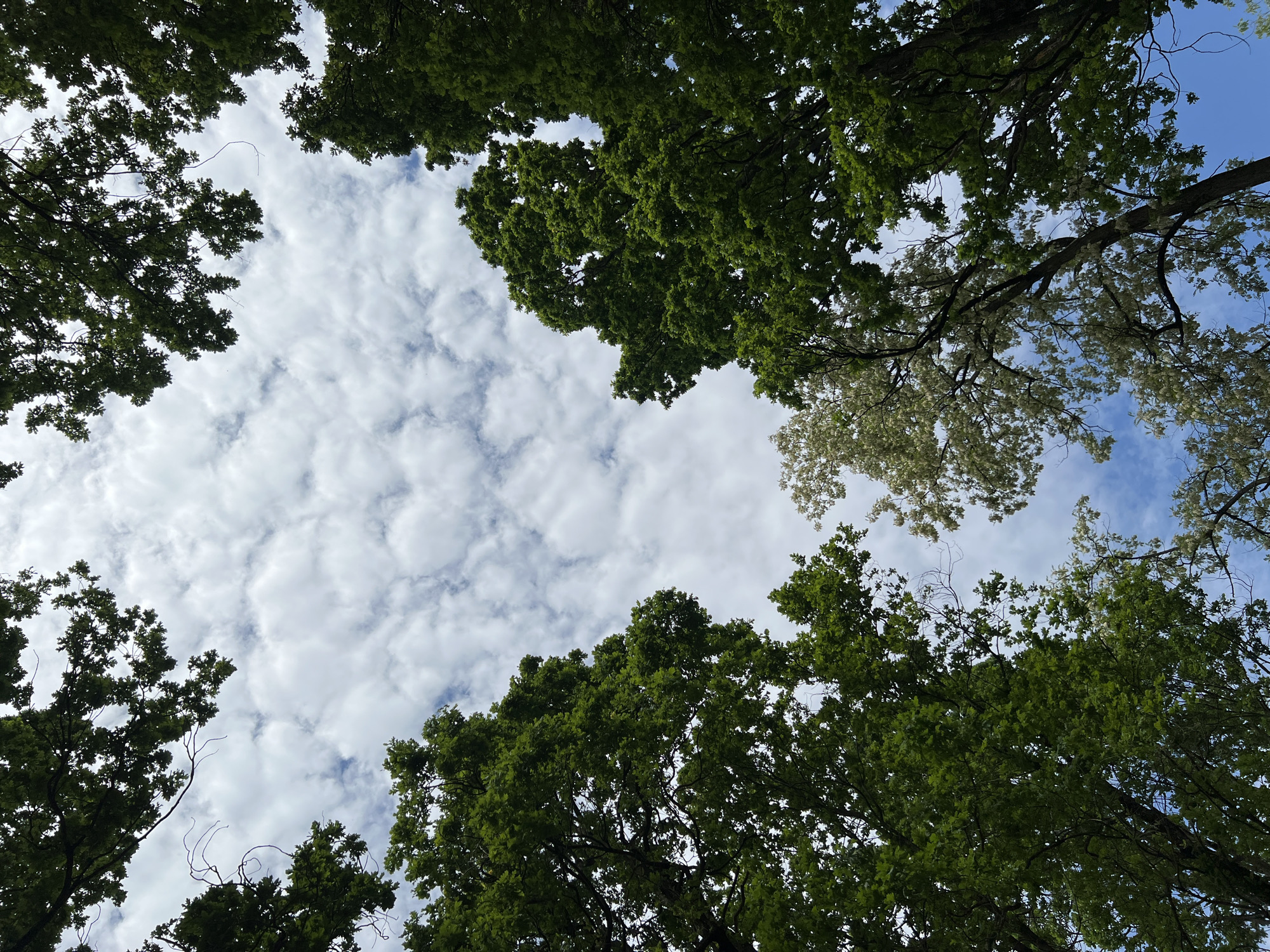 The image depicts a view looking upwards through tree branches towards the sky. The sky is visible through gaps in the foliage and is a mix of blue and white clouds. The tree branches are covered with green leaves, with some branches having white foliage. The location is specified as the city of Krasnodar, Russia. No people, actions or interactions are visible.