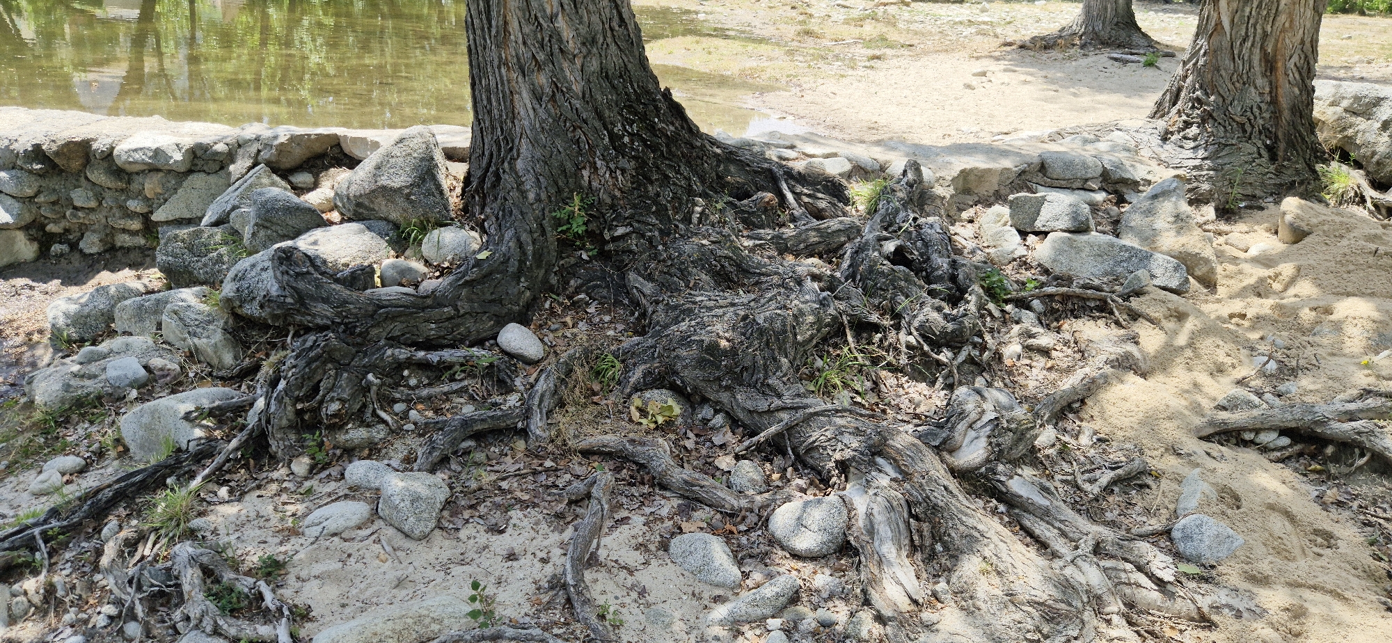 The image depicts a natural scene outdoors, likely near a body of water. The foreground is dominated by the exposed, gnarled roots of a large tree, which are twisted and spread across the sandy ground. Scattered among the roots are various gray stones of different sizes. Behind the tree and roots, a stone wall runs horizontally, separating the land from the water's edge. The water itself is visible in the upper left quadrant of the image, appearing murky and reflecting the surrounding environment. The background consists of more sandy terrain and the trunk of another tree further back. The lighting suggests it is daytime, with shadows cast by the tree and its roots. There are no people or animals visible in the image, and no specific actions are depicted. The environment appears to be a natural, possibly somewhat untamed, area.