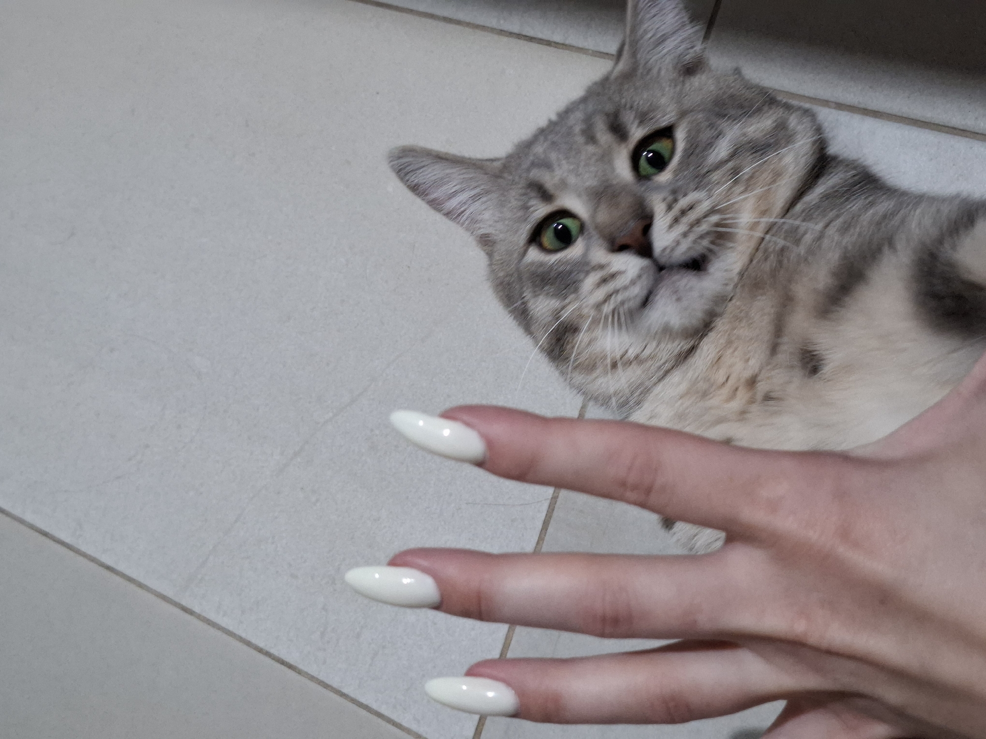 An indoor, eye-level shot captures a domestic short-haired cat and a human hand against a light-colored tiled floor.
The main subject is a tabby cat with light gray fur, distinct darker gray stripes, and bright green eyes. Its head is tilted towards the viewer, with its body lying on the floor to the right. The cat's expression appears alert and curious, with its eyes wide and pupils slightly dilated, possibly reacting to the presence of the hand. Its mouth is slightly open, showing a hint of teeth or tongue, suggesting a playful or intrigued state. White whiskers are visible around its snout.
In the foreground, a human hand with fair skin extends into the frame from the bottom right. The fingers are splayed and adorned with long, pointed, almond-shaped or stiletto-style artificial nails, painted in a solid, opaque white or off-white color. The hand appears to be reaching towards the cat, although it's not touching it.
The setting is a simple indoor space, characterized by light grey or beige square floor tiles with thin, darker grout lines. The lighting is soft and even, suggesting an indoor environment without harsh sunlight. There is no visible text in the image. The interaction between the cat and the distinctly manicured hand is the central focus, contrasting the natural animal with a human touch of modern style.