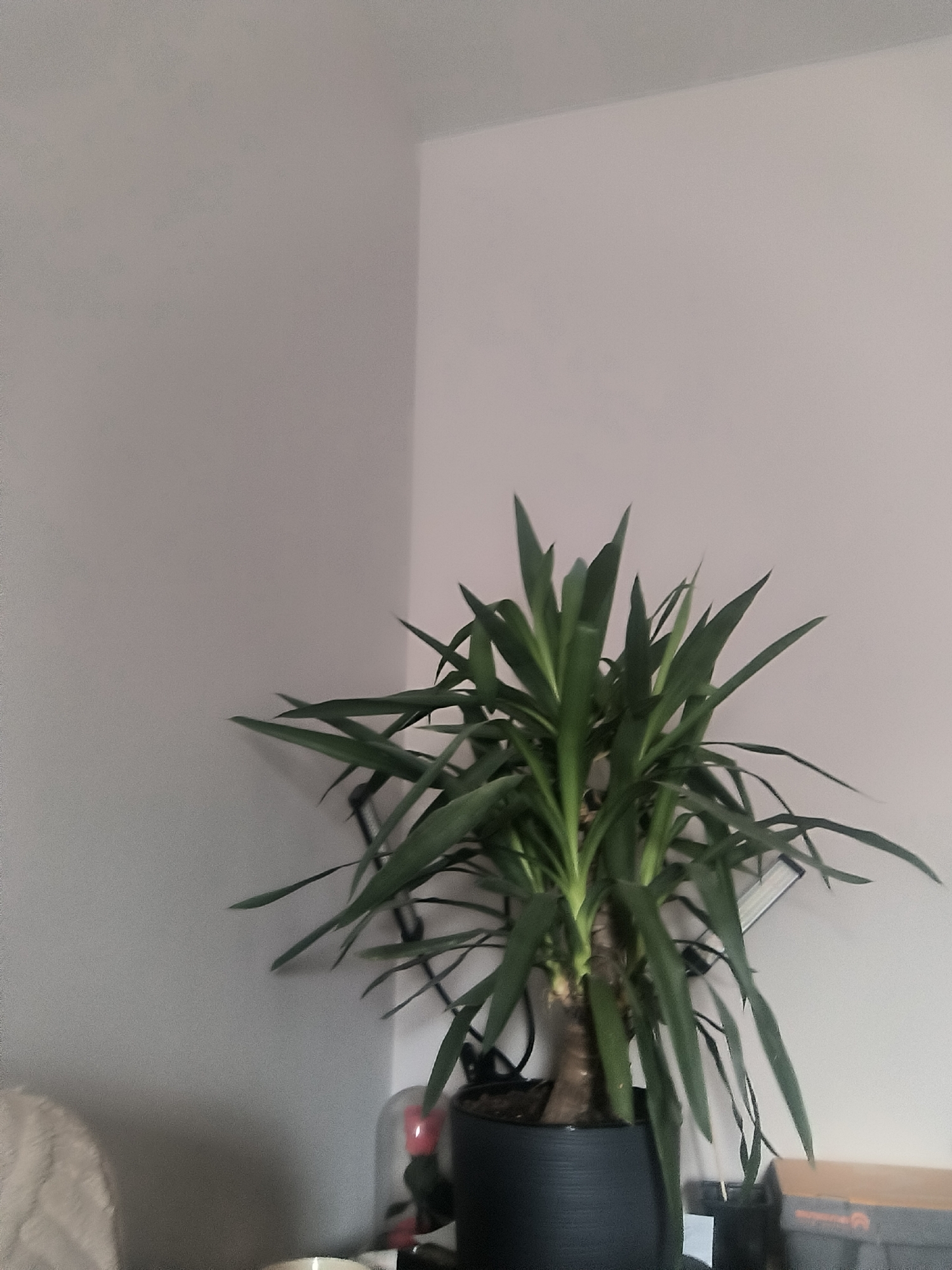 An indoor scene shows a potted yucca plant with long, spiky green leaves. The plant is in a dark gray pot and is positioned on a surface next to a wall corner. The walls are painted in a light, neutral color. The scene is indoors and does not provide any specific location details within the city of Kovrov, Russia.