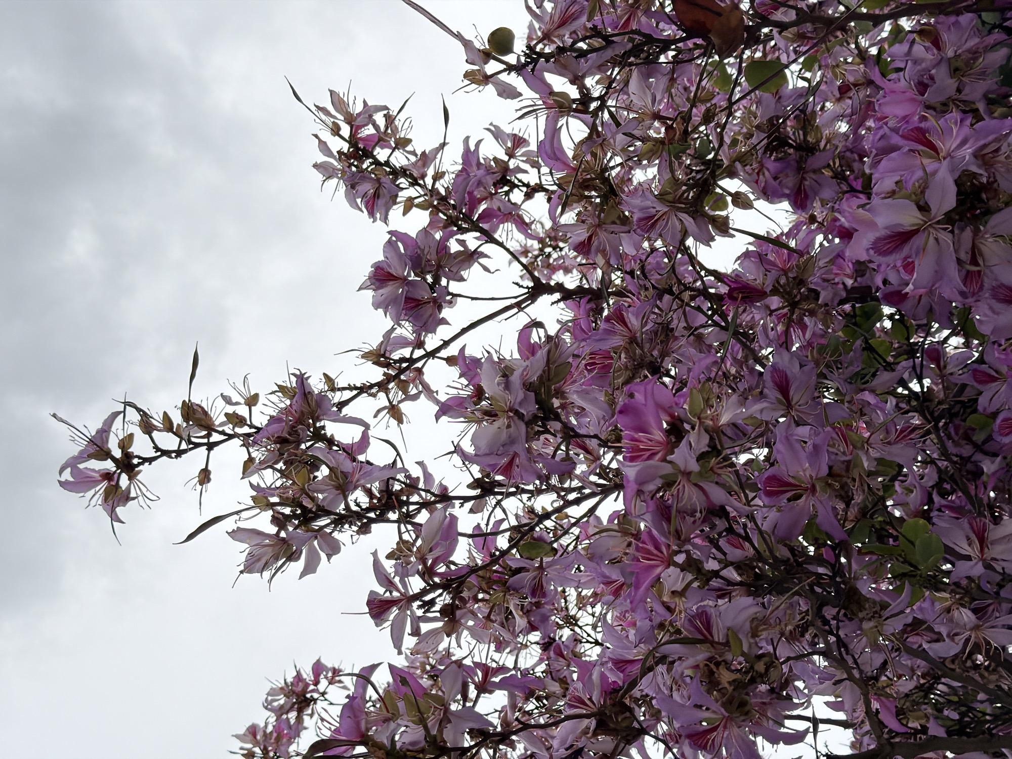 A low-angle shot captures a tree in full bloom with light purple, orchid-like flowers set against an overcast sky. The flowers are densely clustered on branches, with some branches more sparsely populated, silhouetted against the sky. The sky is gray, indicating a cloudy day. It's likely taken in Barcelona, Spain, based on the flora and architectural style, if any is visible. No people are visible. The focus is on the tree's flowers and branches.
