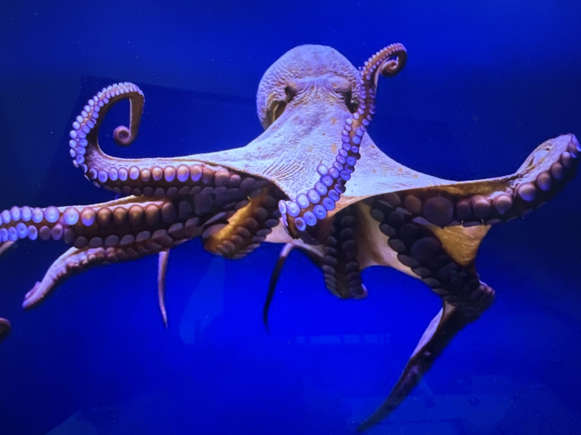 The media file shows a close-up, low-angle shot of a large octopus swimming in a vibrant blue aquarium. The octopus's body is a pale purple-pink, with a textured mantle. Its eight arms are spread out, revealing rows of large, purplish suckers. The arms are curled and flowing, giving the impression of graceful movement through the water. The lighting highlights the translucent quality of the octopus's skin and the intricate details of its suckers. The background is a deep, uniform blue, characteristic of an aquarium setting, with some subtle light reflections and small specks that could be bubbles or debris. The overall impression is one of awe and wonder at the marine creature's appearance and fluidity. There is no visible text or indication of time of day, weather, or specific location beyond it being an aquarium. The context provided of Mengwi, Indonesia, does not offer any visual cues within the image itself.