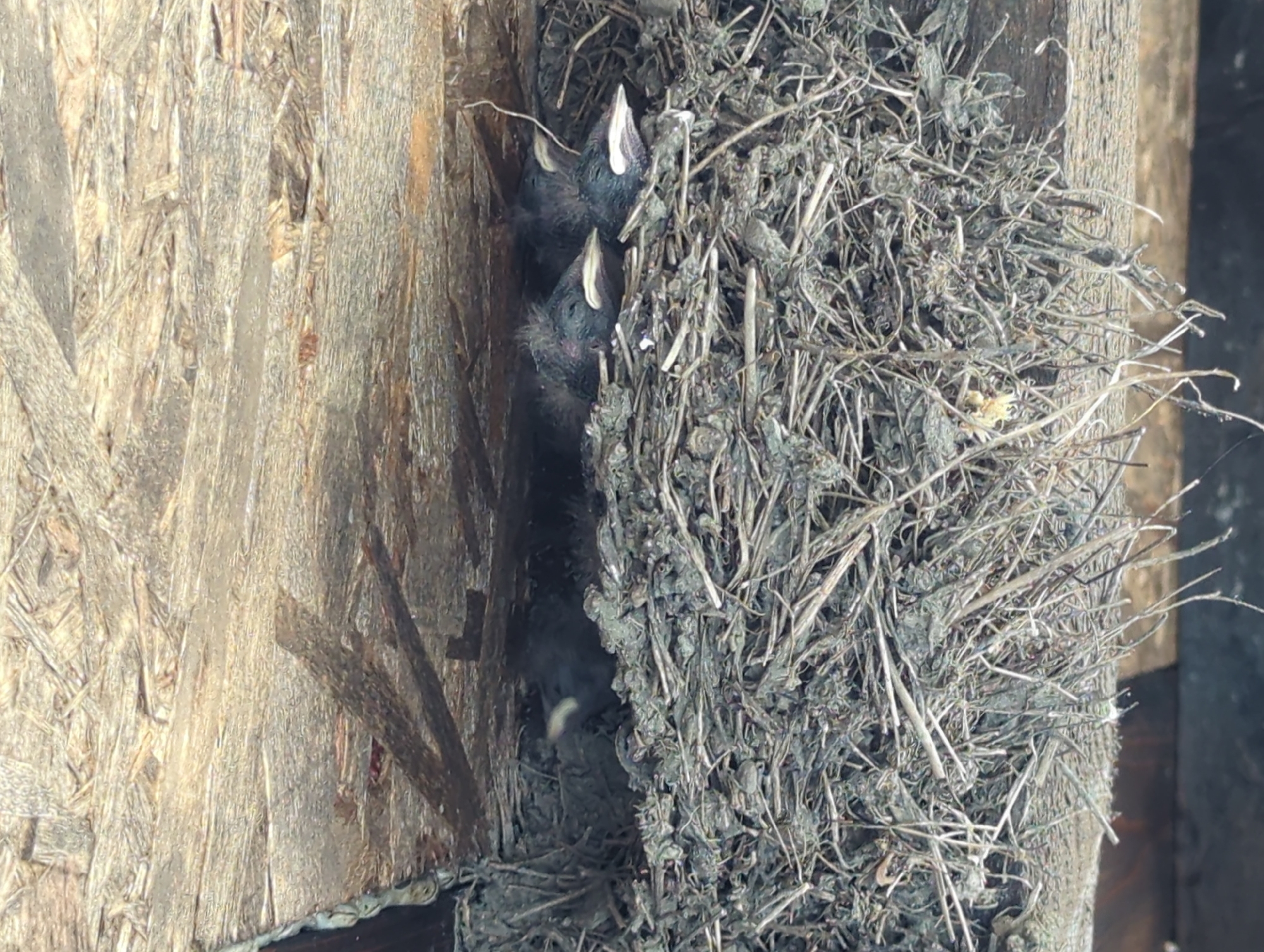 A close-up, eye-level shot captures a bird's nest made of dried grass and twigs, nestled under a rough wooden structure. Inside the nest, three small, dark-feathered chicks are visible. Two of the chicks are lying on their sides, facing the camera, with their mouths open and visible white beaks. The third chick is further back in the nest, facing away from the camera, and only its head is partially visible. The scene is lit from above, casting shadows within the nest. The image was taken in Kozare, Bulgaria.