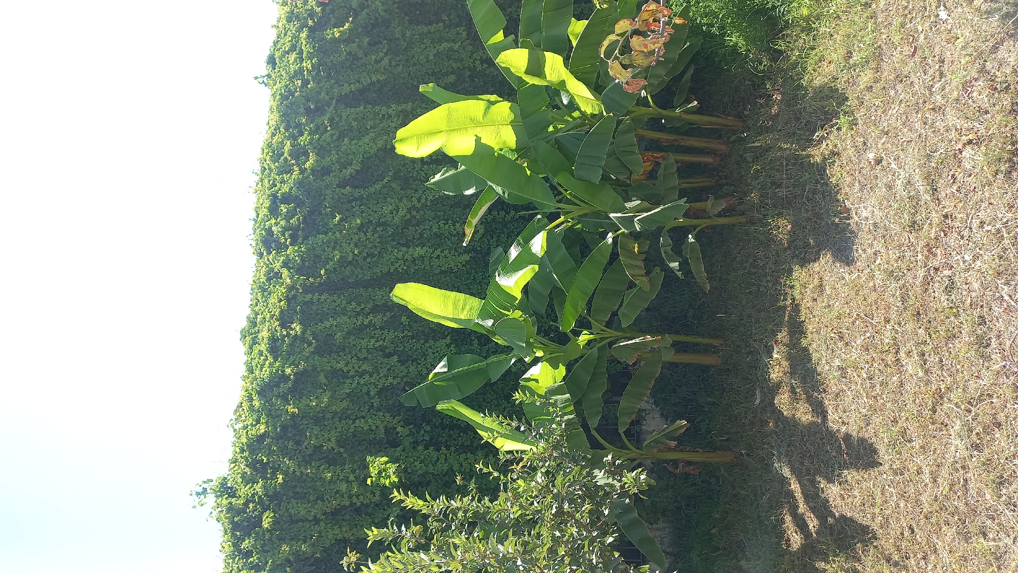 The image depicts a lush green garden scene with a prominent wall of ivy or a similar dense vine, forming a thick green hedge. In front of this hedge, several banana plants with their characteristic large, elongated leaves are growing. To the left of the banana plants, there is a smaller, bushier tree with denser foliage. The ground is covered in dry grass, casting shadows from the plants, indicating it is daytime. The sky above is a clear, bright blue. The scene suggests a warm, sunny climate, likely in a suburban or rural setting within the city of Bulungur, Uzbekistan. There are no people or animals visible in the image.