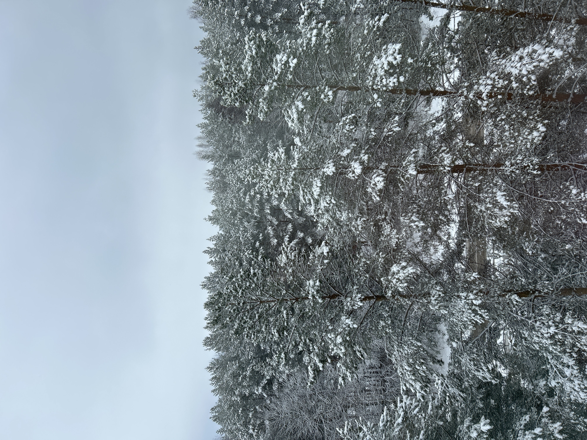 The image depicts a winter scene, likely a forest, with trees heavily laden with snow. The left side of the image shows a cloudy or overcast sky. The right side is dominated by dense evergreen trees with snow-covered branches. The location is unspecified, and without additional information, the claim of it being Chaikovsky, Russia, cannot be confirmed. There are no people, actions, or interactions visible in the image.
