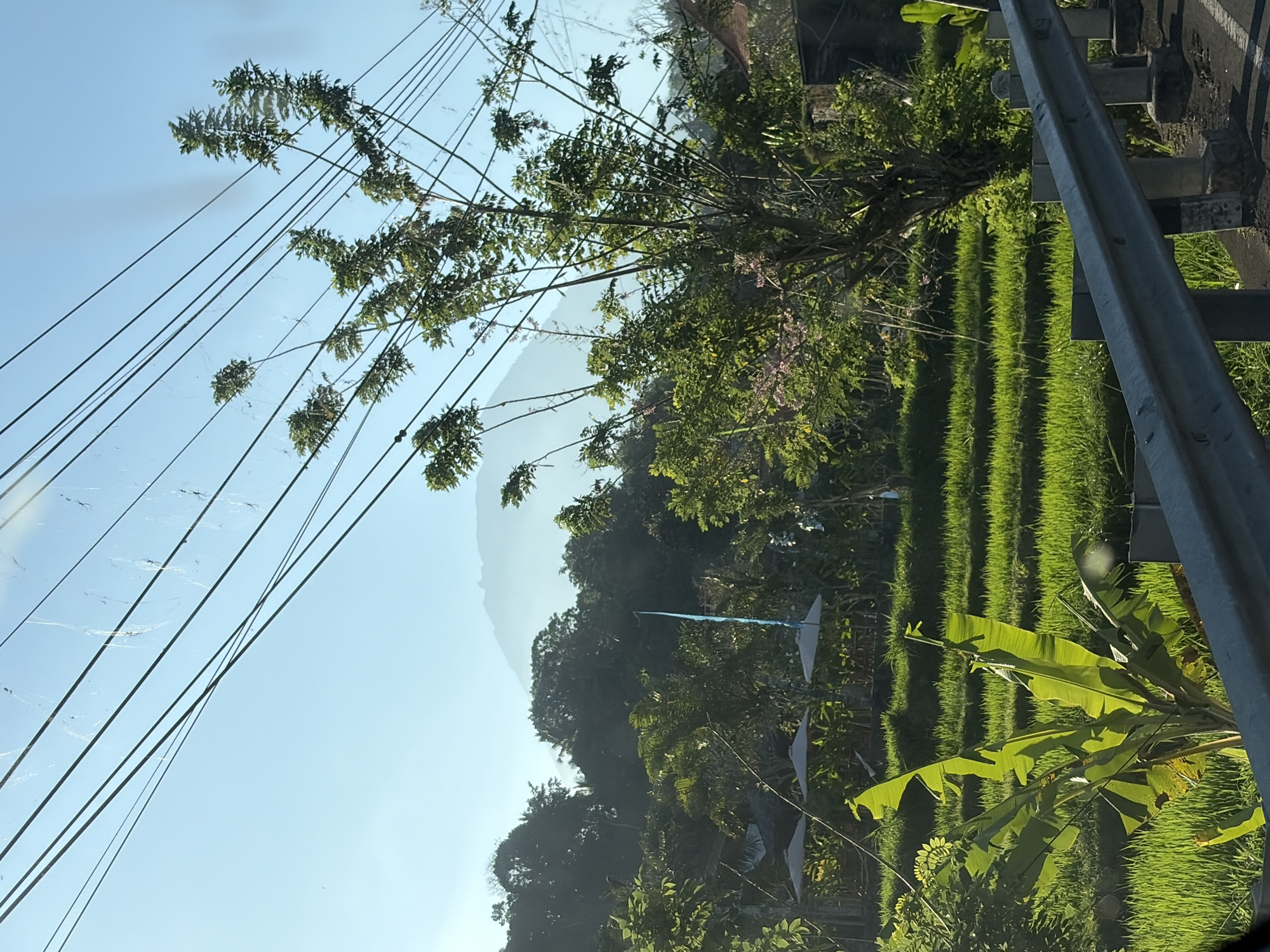 A view of lush green rice paddies and tropical foliage under a bright, clear sky in Abang, Indonesia. In the foreground, a metal guardrail separates the road from the landscape. Several banana plants with large, vibrant green leaves are prominent. Beyond the plants, a tiered rice field displays rows of bright green grass. In the middle ground, several white umbrellas are set up, suggesting a seating or resting area amidst the greenery. A tall tree with delicate pink flowers stands out against the backdrop of dense trees and a distant, misty mountain. Overhead, multiple power lines crisscross the sky, some of which are adorned with delicate spiderwebs.