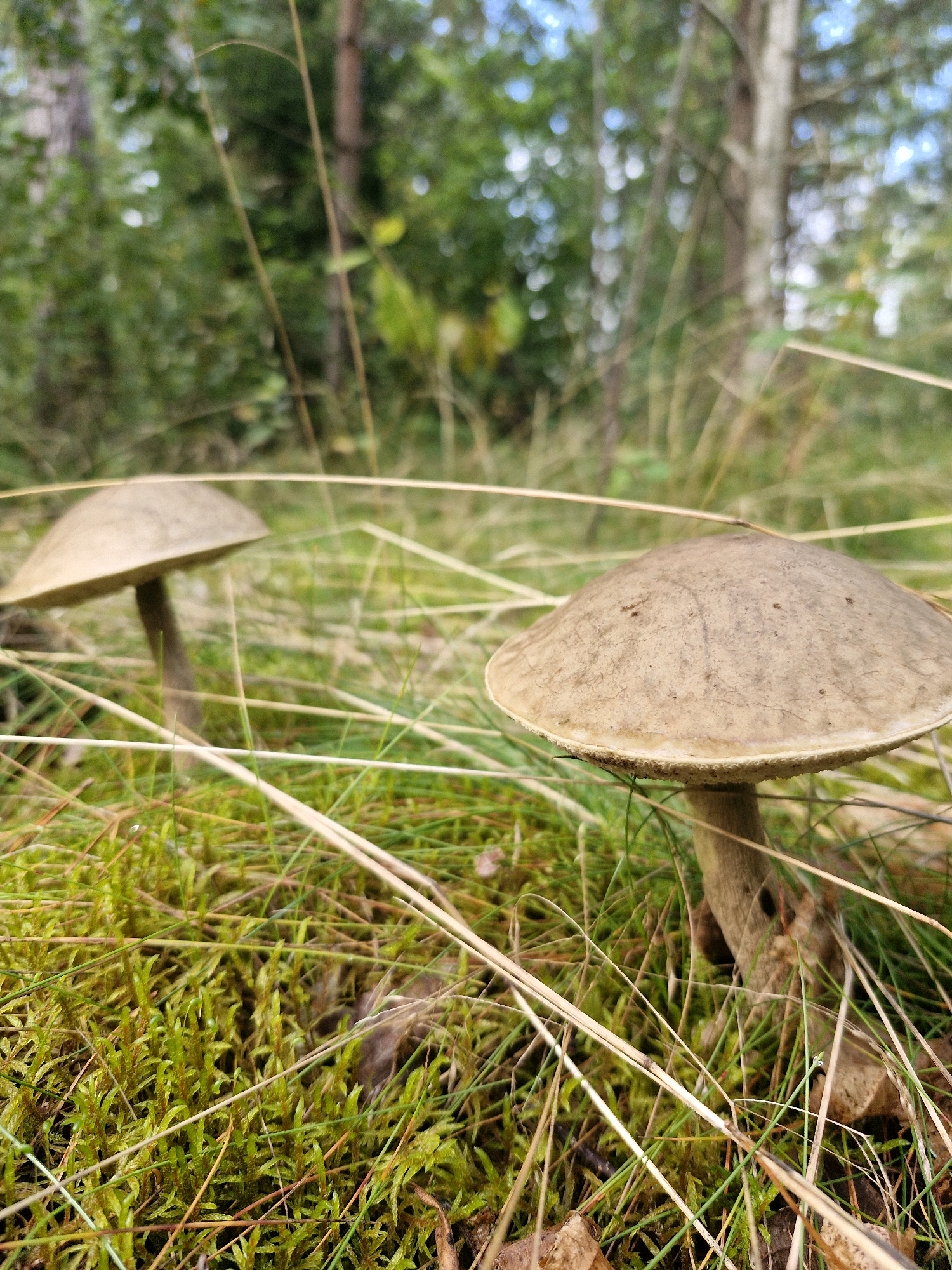 Two brown-capped mushrooms are visible in a forest setting. The mushroom in the foreground is larger and closer to the viewer, with its cap slightly tilted. The second mushroom is smaller and further in the background. Both mushrooms have thick, brown stems and are growing in a bed of green moss and dry grass. The background is a blurred depiction of a forest with trees and greenery. The image appears to have been taken outdoors during daylight.