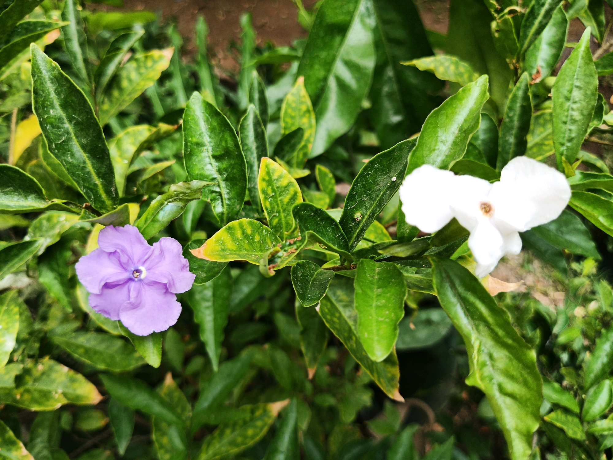 A close-up shot captures two flowers and lush green foliage. On the left, a single lavender-colored flower with five petals and a yellow center is in focus. To its right, a white flower with five petals and a brown center is also visible. Both flowers are surrounded by numerous green leaves, some of which have yellowing edges. The background is a blur of more green foliage, suggesting a garden or natural setting. The image does not depict any specific identifiable location in Bandung City, Indonesia, nor does it contain any people, actions, or interactions.