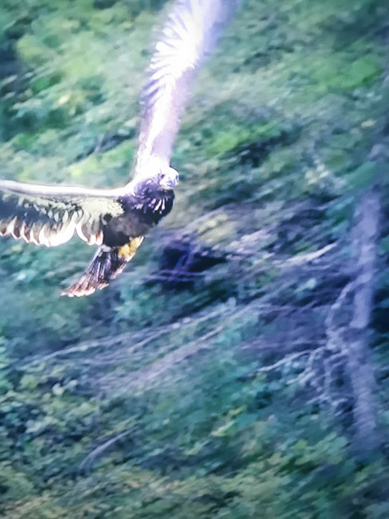 The media file shows a close-up, angled shot of a bird of prey in flight against a blurred background of green and blue foliage, suggesting a forest or wooded area. The bird, likely an eagle or hawk due to its size and prominent wingspan, is captured mid-flight with its wings partially spread. The lighting highlights the texture of its feathers, particularly on the wings, which appear to be a mix of dark brown, white, and yellow. The bird's head is turned slightly towards the viewer, revealing dark eyes and a hooked beak. Its tail feathers are also visible, fanned out slightly. The background is heavily out of focus, with a mix of green and bluish-purple hues, making it difficult to discern specific details of the environment. The overall impression is one of a dynamic natural scene, focusing on the powerful flight of the bird. No text is visible in the image. Given the context of Dnipro, Ukraine, the scene likely depicts a local species of bird of prey in its natural habitat. The time of day is indeterminate due to the lighting, but the general ambiance suggests daylight.