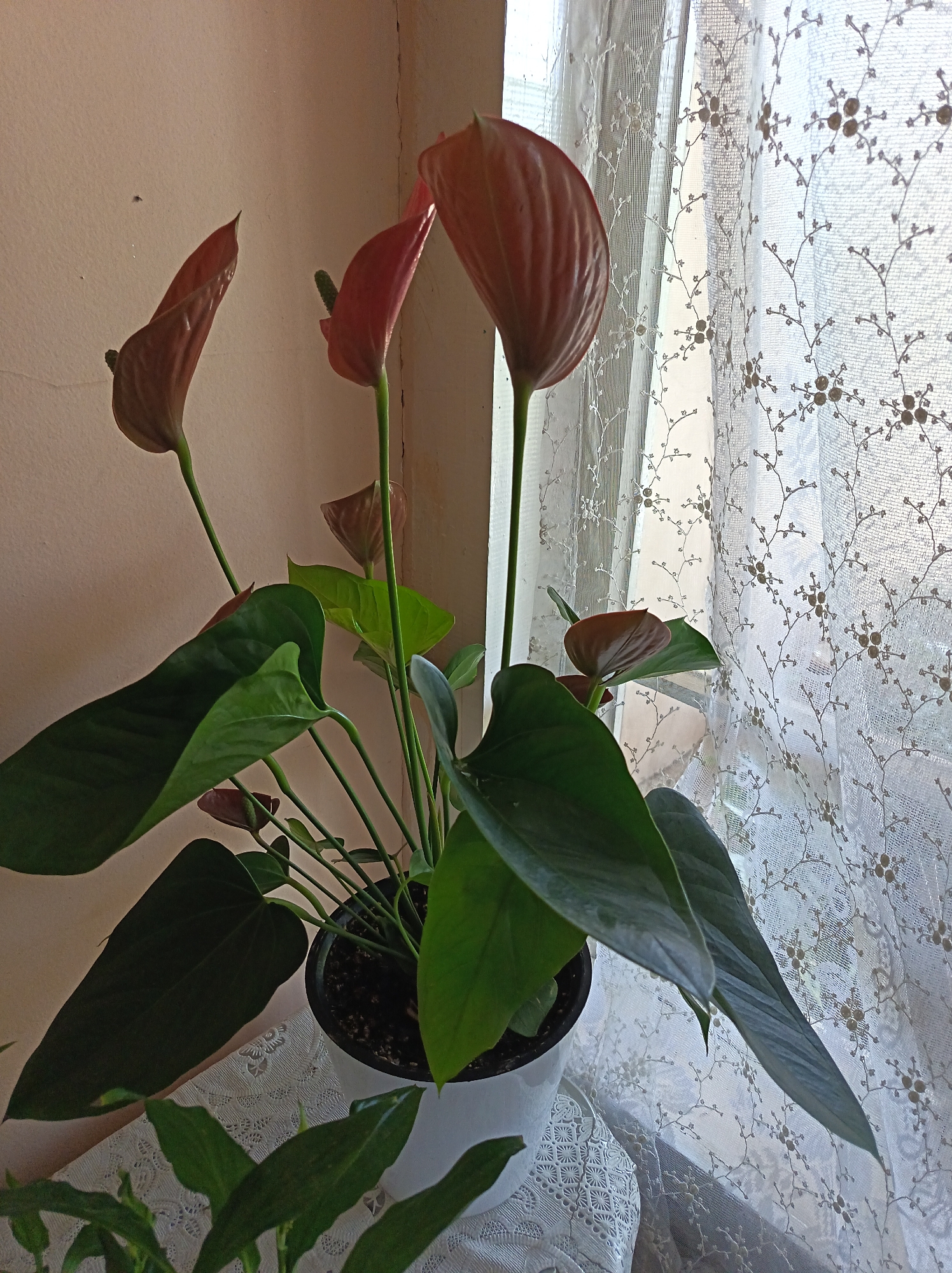 A potted Anthurium plant with dark green, heart-shaped leaves and several reddish-brown spathes is positioned next to a sheer white lace curtain with a delicate floral pattern. The plant is in a white plastic pot and sits on a white surface adorned with lace. The background wall is a neutral, peachy color, with some subtle cracks visible. Sunlight streams through the curtain, casting shadows and highlighting the plant's textures. The scene appears to be indoors, likely in a room with a window. There are no people visible in the image. The general environment suggests a domestic setting, possibly a home or office in Kashkarlik, Uzbekistan.