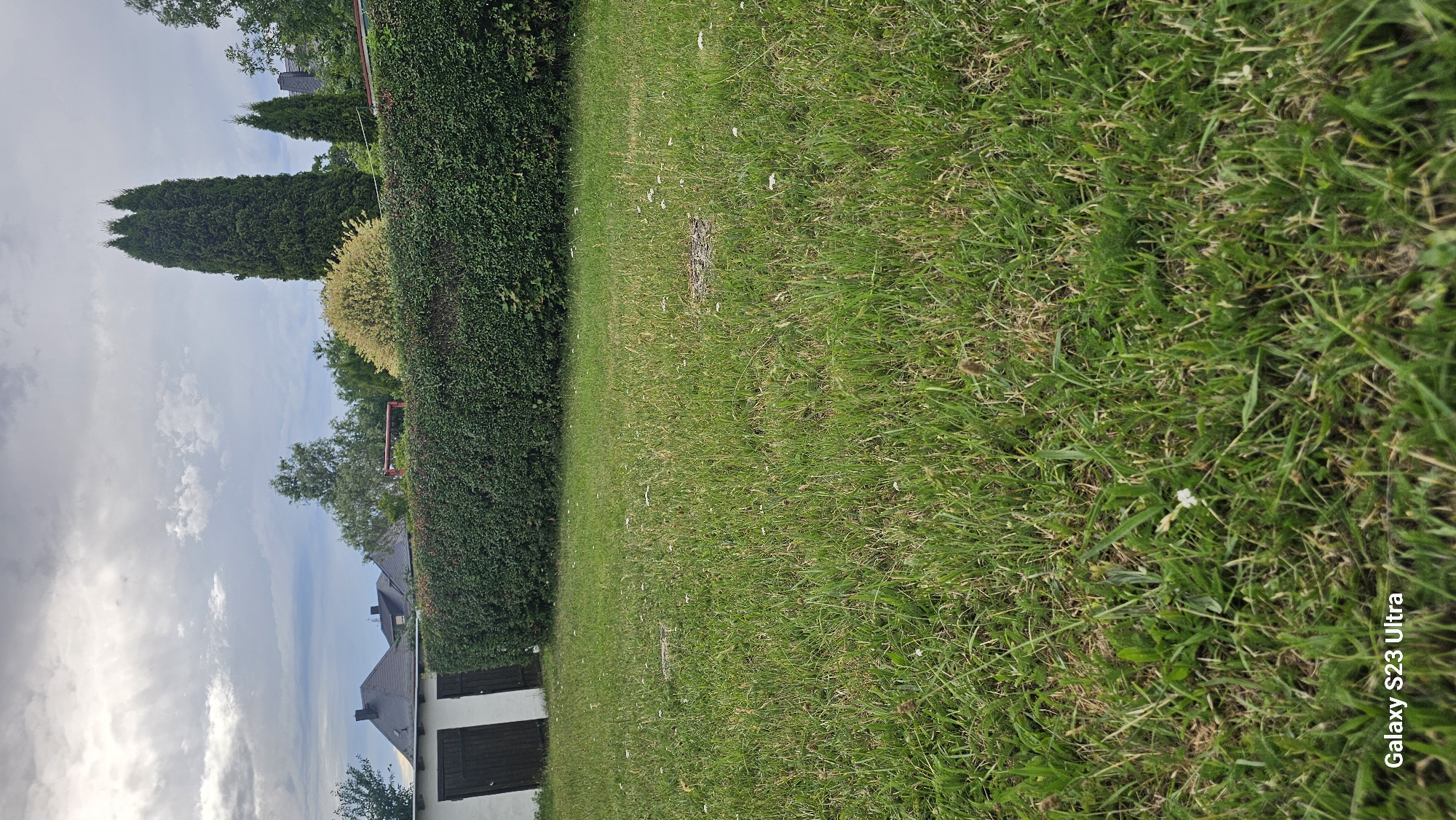 This media file captures an outdoor scene in Schleiz, Germany. The foreground is dominated by a lush green lawn, with some patches of dried grass and a few small white flowers scattered throughout. The grass extends to the right edge of the frame, where a portion of a white building with dark wooden doors is visible at the bottom.
To the left of the lawn, a meticulously trimmed green hedge forms a clear boundary. Behind the hedge, a tall, dark green evergreen tree stands prominently, with a smaller, golden-leaved shrub to its right. Further back, glimpses of rooftops and more trees suggest a residential area.
The sky above is filled with dramatic, heavy clouds, indicating potentially overcast or approaching weather conditions. The overall impression is a tranquil, domestic setting, likely a backyard or garden. No people are visible in the image. The time of day appears to be late afternoon or early evening, judging by the light. The only visible text is "Galaxy S23 Ultra" in the bottom right corner, indicating the device used to capture the image.