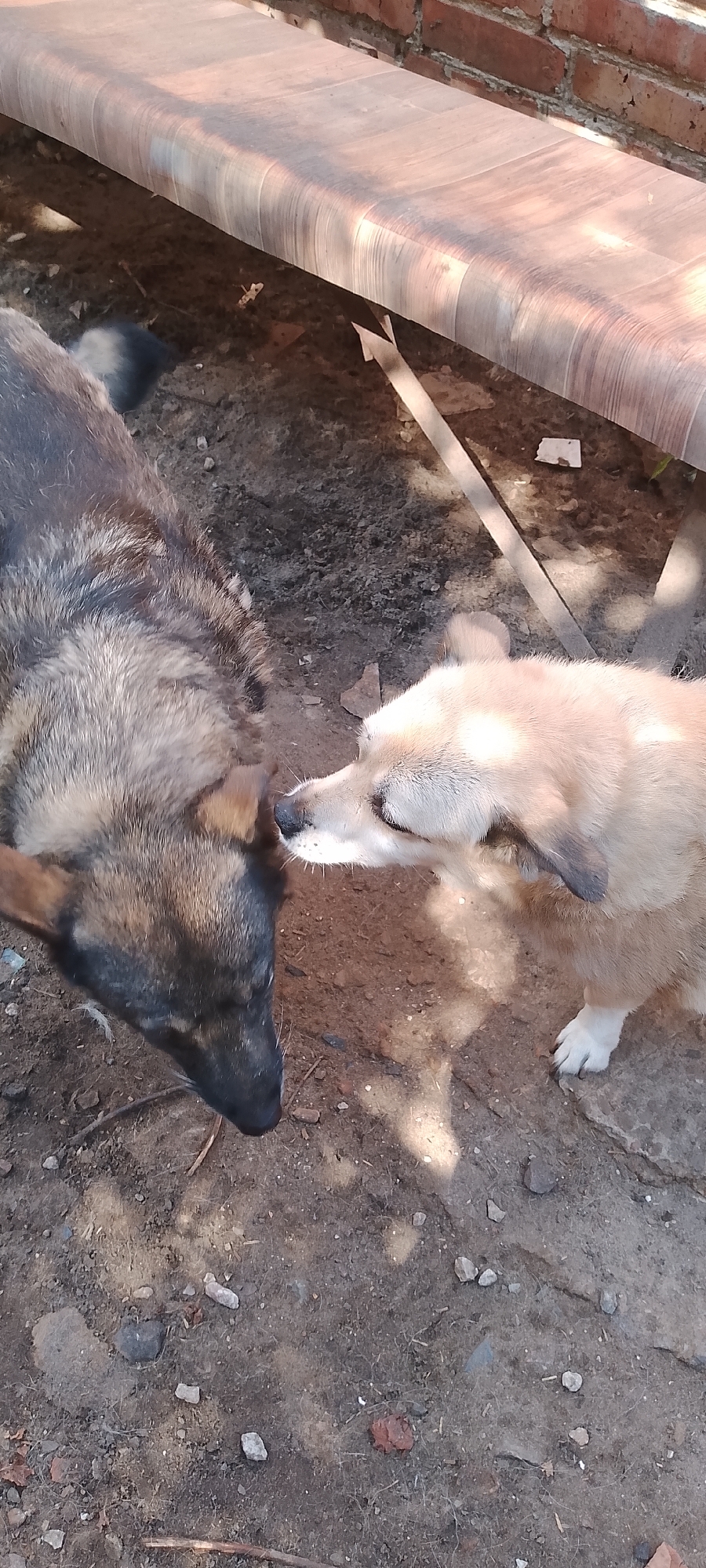 Two dogs are interacting outdoors in Belgorod, Russia. The dog on the left is larger and has a darker, multi-toned coat with black and tan markings on its face and ears. The dog on the right is smaller with a lighter, sandy-colored coat and darker ears. Their muzzles are touching, suggesting a greeting or sniffing behavior. They are positioned on a dirt ground with scattered small rocks and debris. In the background, a brick wall is visible above a wooden surface that appears to be part of a bench or platform, also weathered and textured. Sunlight is casting dappled shadows on the ground and the wooden surface. The scene appears to be in a residential yard or an outdoor area with utilitarian structures.