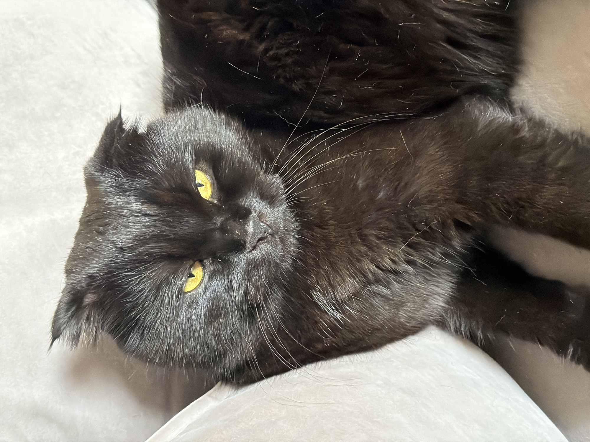 A close-up, head-on shot features a black Scottish Fold cat with bright yellow eyes, lying on a textured gray surface. The cat's ears are folded forward, giving it a distinctive appearance. Its fur appears thick and slightly tousled. A portion of a white pillow or cushion is visible on the left side of the frame. The background is a soft, light gray, suggesting an indoor setting. There are no people or other animals present. This image is not located in Tsiolkovsky, Russia; it is a domestic setting.