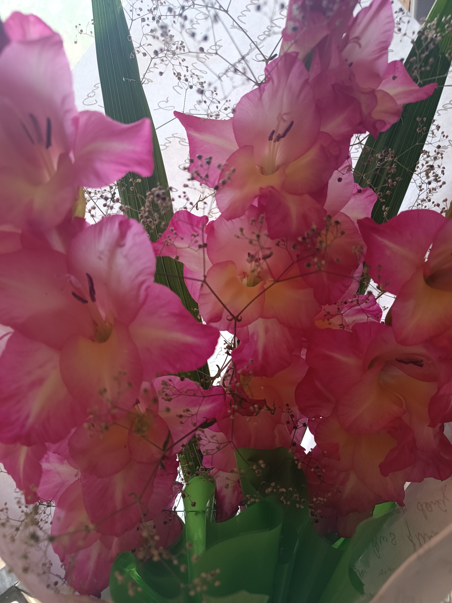 The image displays a close-up, top-down view of a bouquet of pink and yellow gladiolus flowers. The flowers are arranged closely together, with their petals and stamen prominently featured. Delicate, dried baby's breath sprigs are interspersed throughout the bouquet, adding a textured contrast. A long, dark green leaf is visible behind some of the flowers, its veins distinct. The background consists of a pale, textured surface with faint, calligraphic writing. A bright green plastic wrap or holder is partially visible at the bottom of the bouquet. The lighting suggests an indoor setting, possibly near a window, as indicated by the bright, diffused light and subtle shadows. There are no people or animals present in the image. This scene is depicted in Vypasne, Ukraine.