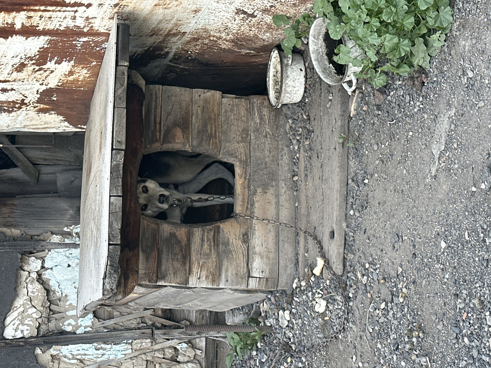 The image depicts a dog inside a weathered wooden doghouse, chained by a metal collar and chain. The doghouse is situated in what appears to be a yard with a gravelly ground. The background shows a dilapidated structure with peeling paint and rusty metal siding. Two metal bowls, one with dirt and plant debris, are placed near the doghouse. In the foreground, the gravelly ground is visible, with some scattered debris, including a piece of bread. The overall scene suggests a rustic and possibly impoverished setting in Novoyeniseyka, Russia.