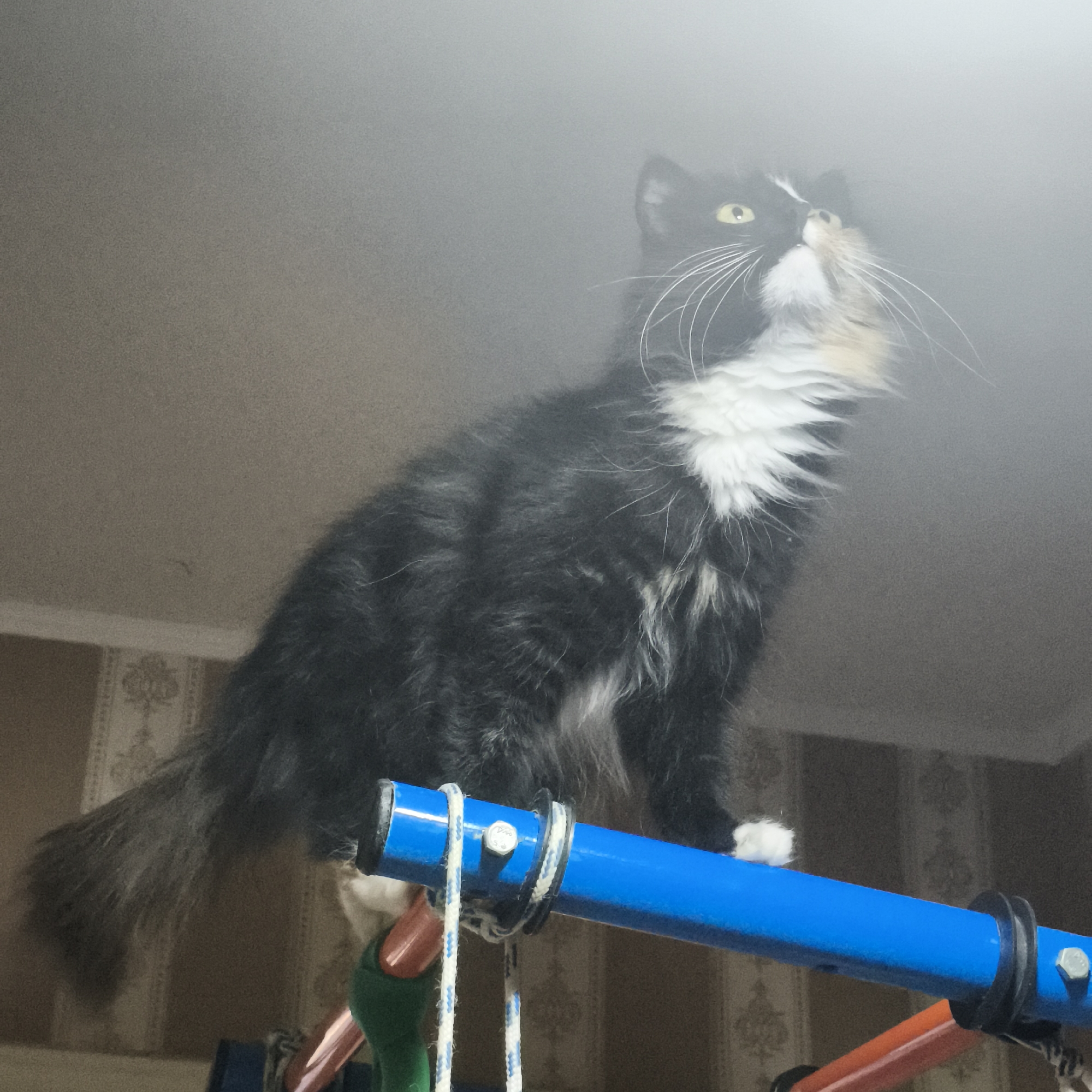 A long-haired black and white cat sits on top of a blue and black gymnastics bar with white rope attached to it. The cat is facing away from the viewer, looking up and to the right. The cat has white fur on its chest and paws. The gymnastics bar has orange and green elements as well. The background consists of a white ceiling and wallpaper with a floral pattern. The image is taken from a low angle.