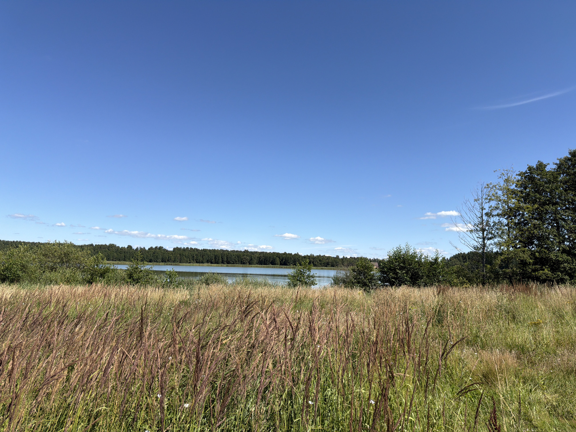 The image depicts a serene natural landscape under a clear blue sky. In the foreground, tall, dry grass with reddish-brown seed heads dominates the scene, interspersed with patches of green grass and small white flowers. Beyond the field of grass, a calm body of water, likely a lake, is visible, reflecting the sky. A dense line of dark green trees forms the horizon behind the water. To the right of the water, a solitary tall tree with sparse branches stands out against the backdrop of lush green foliage. The overall impression is one of a peaceful, rural environment on a bright, sunny day. There are no people or man-made structures clearly visible in the image.