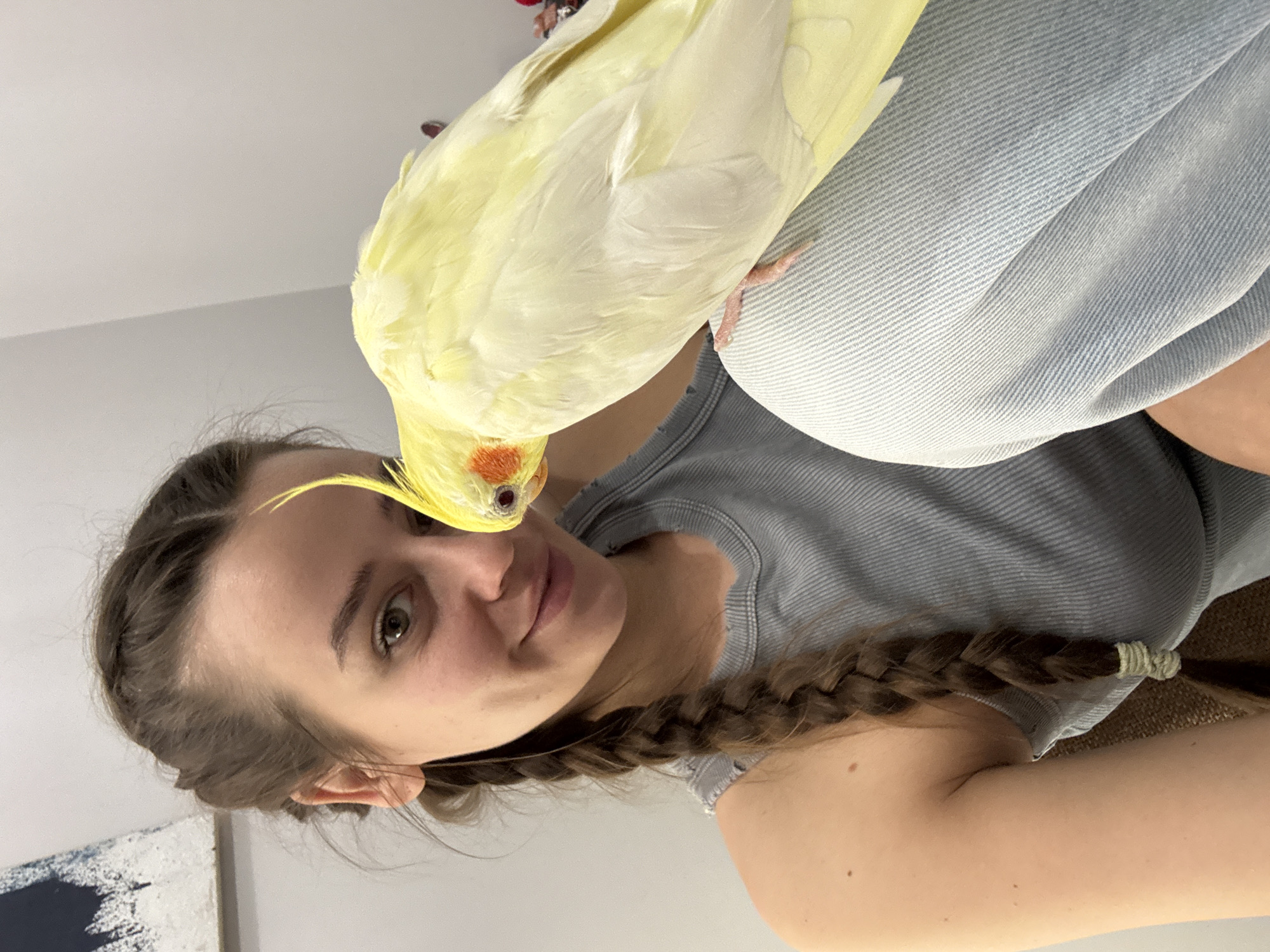 The image, taken in Krasnoyarsk, Russia, captures a close-up, intimate moment between a young woman and a cockatiel. The photograph is oriented sideways, with the woman's head on the left side of the frame. She has light skin, dark hair styled in a braid that rests over her shoulder on the right, secured with a light-colored elastic. She is wearing a grey, ribbed tank top and light blue denim fabric on her upper body. Her expression is gentle, with a slight smile, and she looks directly at the camera with warm, light-colored eyes.
Perched on her shoulder is a vibrant, light yellow cockatiel, distinguished by its orange cheek patches and a prominent yellow crest. The bird's head is tilted down, its beak appearing to gently touch the woman's nose, creating an affectionate interaction. The cockatiel's body extends upwards and towards the left of the frame.
The setting appears to be indoors, likely a home, with a plain, light-colored wall serving as the background. A piece of abstract art with blue and white strokes is partially visible on the far left. The lighting is bright and even, suggesting a daytime scene. The overall mood conveyed is one of deep affection and happiness between the pet and its owner. No visible text is present.