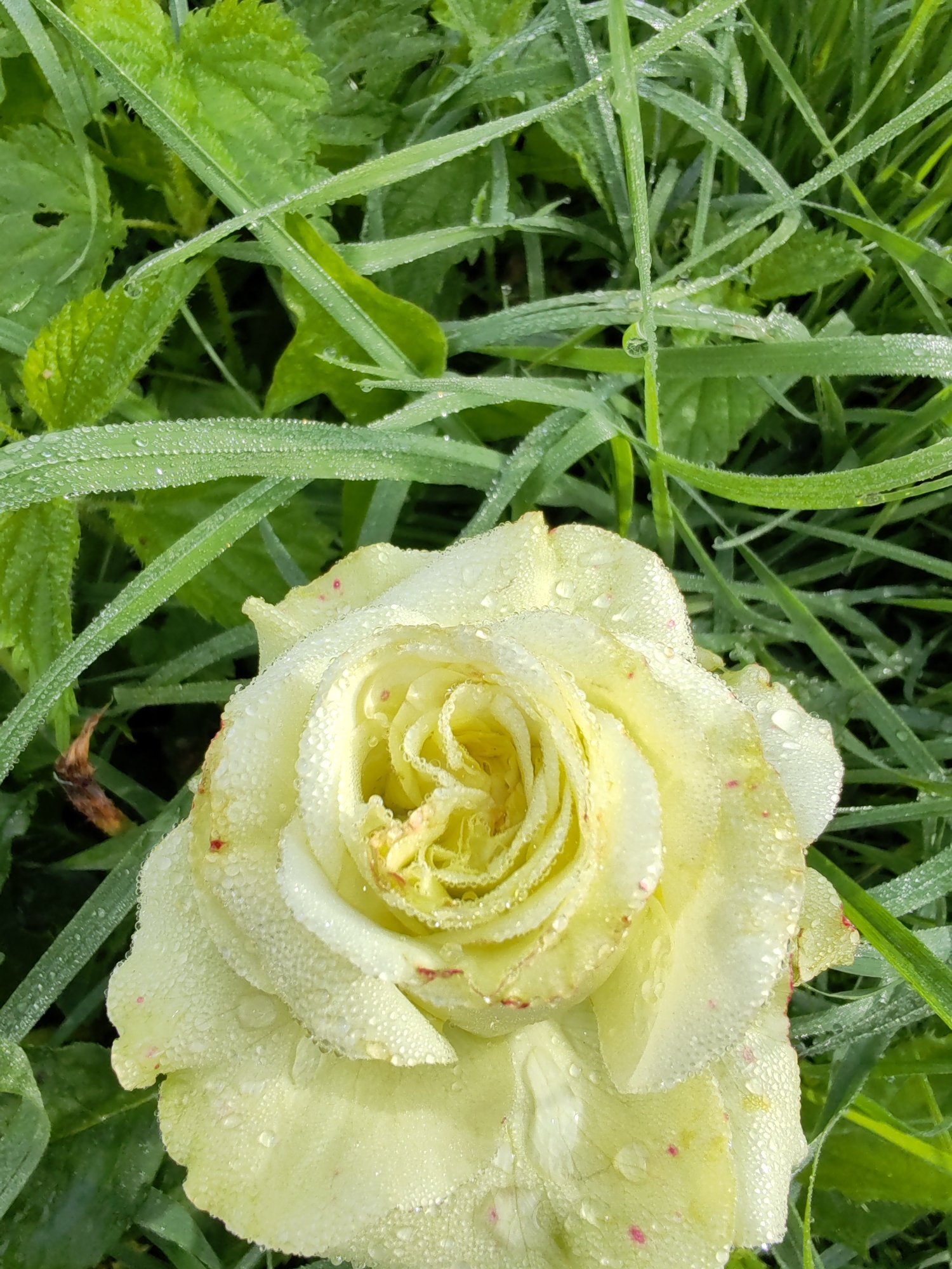 A close-up, overhead shot captures a pale yellow rose partially submerged in dew-covered green grass. The rose, with its tightly furled petals, glistens with numerous water droplets. Tiny pink specks are visible on some of the outer petals. The surrounding grass is lush and vibrant green, with individual blades of grass also laden with dew. The scene suggests an outdoor, natural setting, possibly a garden or meadow, during the early morning hours when dew is prevalent. There is no indication of the city of Чухлэм, Russia, within the visual information provided.
