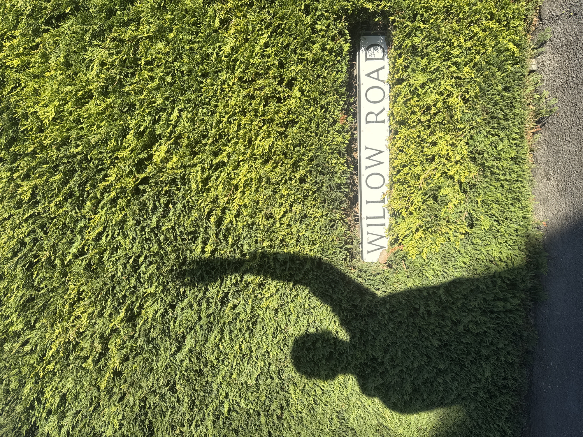 The image shows a hedge with a street sign reading "Willow Road." A shadow, possibly of a person holding a long object, falls across the hedge and sign. The location is presumed to be somewhere within South Kesteven, United Kingdom, based on the road name, road signs and light.