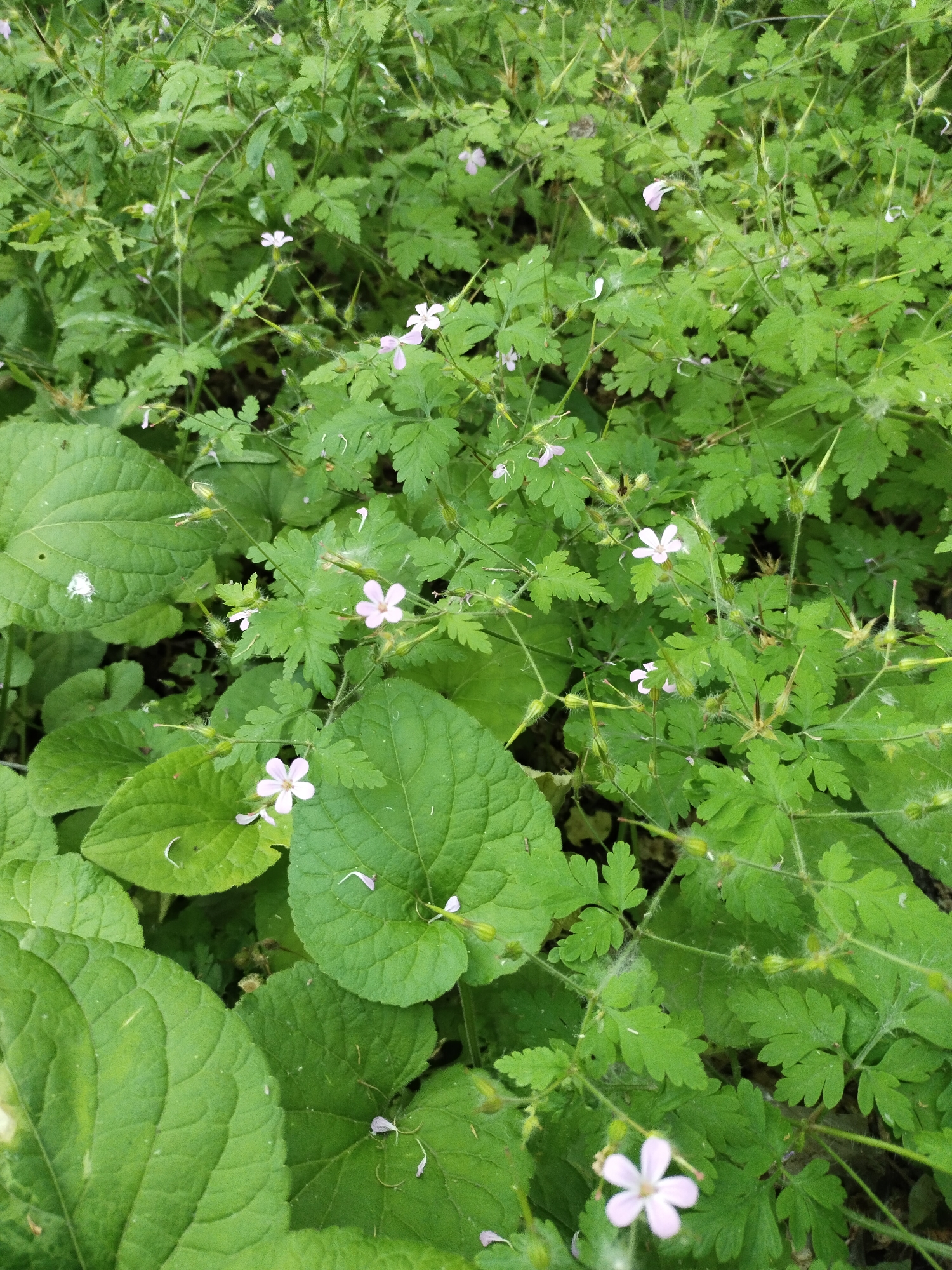 The scene is situated in Horishni Plavni, Ukraine. The image depicts a dense, natural groundcover primarily composed of vibrant green foliage. A dominant plant species, consistent with wild geranium (Geranium spp.), is characterized by deeply lobed, palmate green leaves and slender, hairy stems. Scattered throughout are numerous small, five-petaled flowers, ranging from pale pink to nearly white. Many stems bear distinctive elongated, pointed seed capsules, often referred to as 'cranesbill' fruits, indicating plant maturity. Interspersed, especially in the foreground, are broader, ovate leaves of a different plant species, displaying a textured surface and prominent venation. Fine white hairs are visible on the stems and some seed capsules, while minor white debris rests on some larger leaves. The lighting is natural and diffuse, suggesting an overcast condition or shaded area, providing even illumination across the foliage. No human figures, animals, or artificial structures are present. No actions or interactions are depicted.