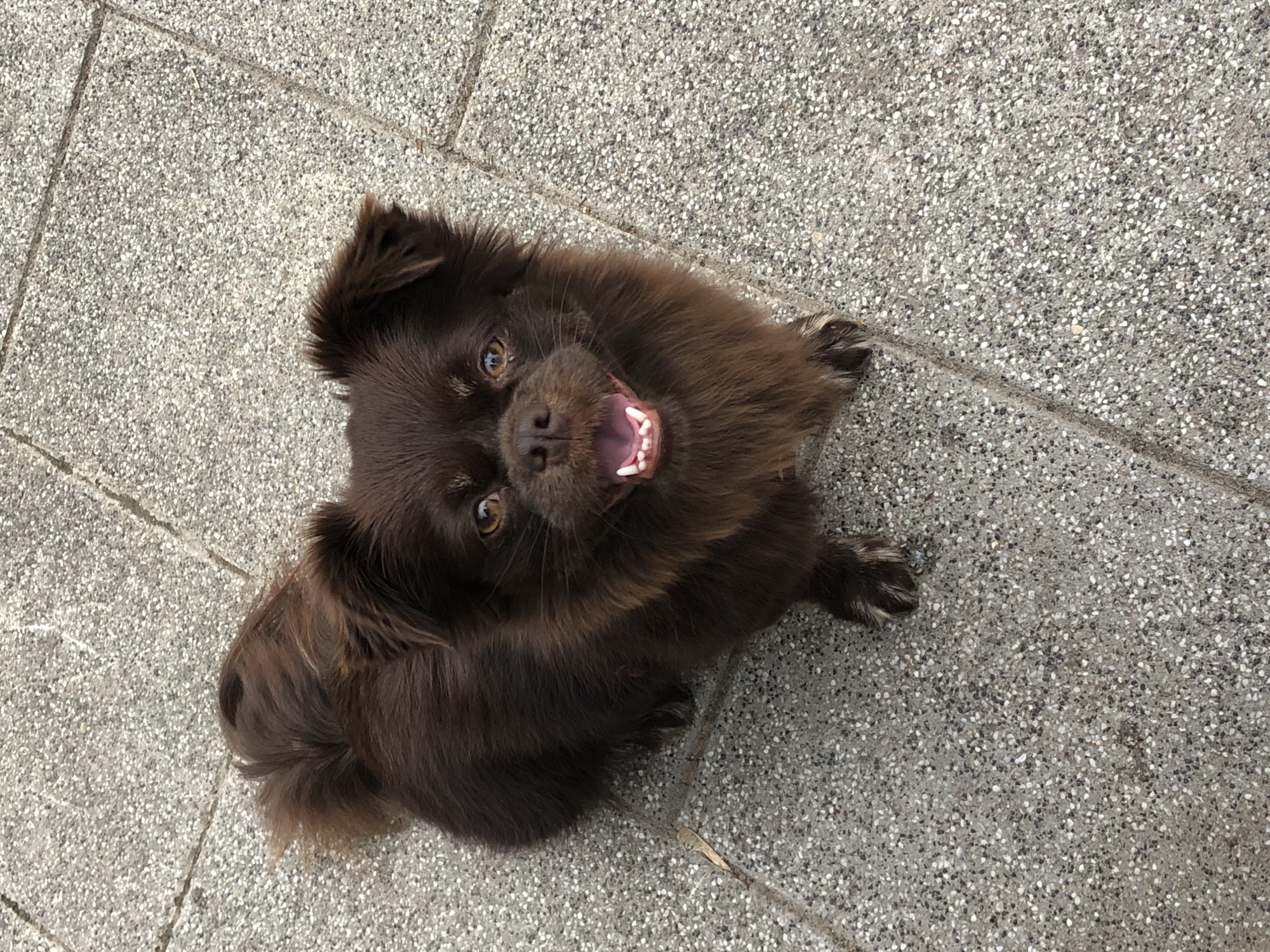 A small, fluffy, dark brown dog is looking up at the camera with its mouth open in a pant. The dog is sitting on a textured gray paved surface, possibly a sidewalk or patio, with visible grout lines between the paving stones. The dog has golden-brown eyes and floppy ears. Its tail is curled over its back. The background is entirely composed of the gray pavement. The image was taken in Khimki, Russia.
