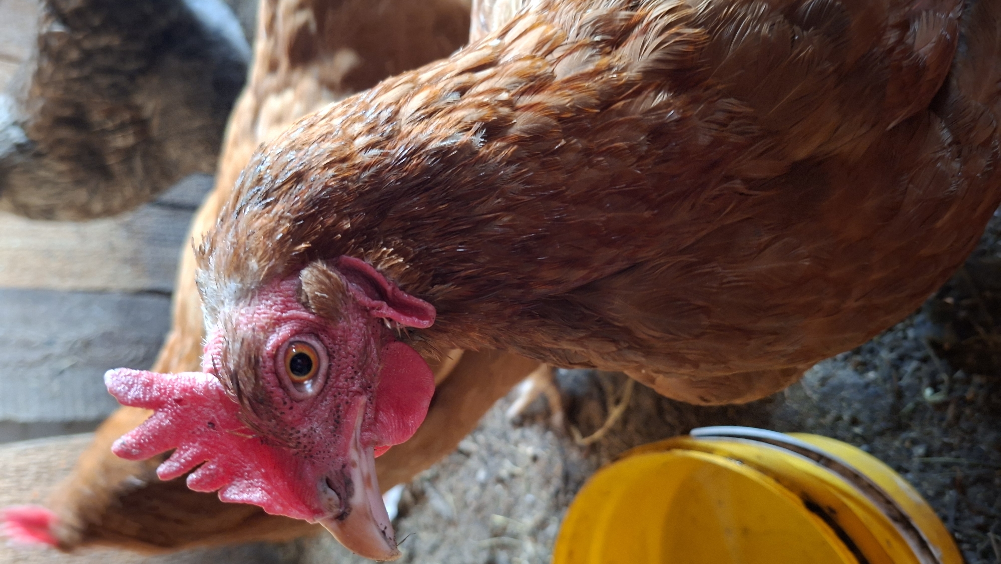 An eye-level shot captures a domestic chicken, likely a hen, with its head and upper body in sharp focus, occupying the left and center of the frame. The chicken is a warm reddish-brown color, with individual feathers visible, some appearing slightly ruffled or wet. Its head, mostly featherless, features a prominent, bright pink-red comb and wattle, with visible skin texture. The chicken's eye, a striking orange-yellow with a black pupil, is clearly visible and looks intently forward and slightly downward. Its beak is a muted yellow-grey.
The chicken's body extends to the right, showing more of its brown plumage. In the bottom right corner, a portion of a bright yellow bucket or container is visible, suggesting the chicken might be approaching it. The background is softly blurred, showing hints of another chicken's body in the upper left, also brown, and some wooden planks or structures in the upper left and center, indicative of a coop or barn setting. The ground beneath the chicken appears to be dark earth or dirt. The lighting suggests daytime, with natural light illuminating the scene and creating some highlights on the chicken's feathers and comb. No text is visible in the image.