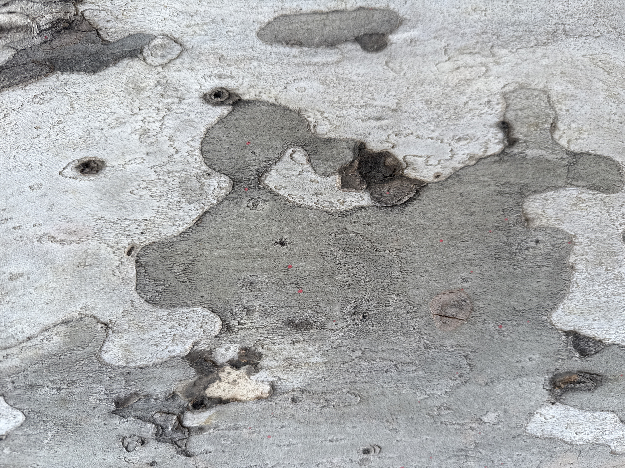 The image is a close-up, top-down view of tree bark. The bark is textured and appears to be from a plane tree, with patches of light grey, white, and dark brown. There are several small, dark holes or pores visible in the bark. Scattered across the surface are small, bright red dots, possibly from a marker or paint. The texture of the bark varies, with some areas appearing smoother and lighter, while others are rougher and darker, showing signs of peeling or decay.
This image was taken on the grounds of the National Gallery of Armenia in Yerevan, Armenia.