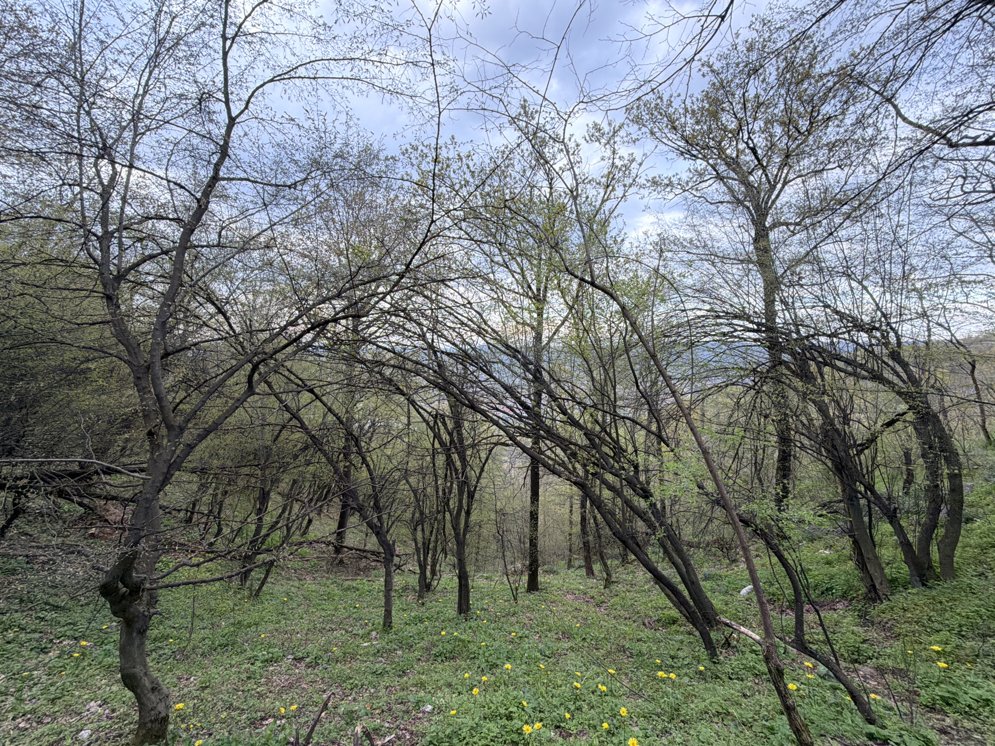 The image shows a forest in Bratsigovo, Bulgaria. The trees are mostly bare, with only a few small leaves budding out. The ground is covered in green foliage and small yellow flowers, possibly dandelions. The sky is overcast and grey. The trees are dense and intertwined, creating a closed-in atmosphere. The perspective is from ground level, looking slightly upwards into the forest.
