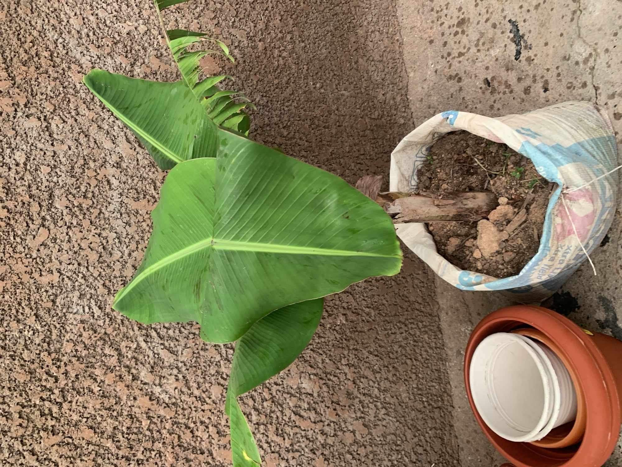 A young banana plant with large green leaves grows in a sack of soil placed on a concrete surface. The background features a textured, light brown wall. To the left of the plant, there are stacked plastic pots, with a larger orange pot at the bottom and two white pots inside. The sack is made of a woven material with blue and white stripes and has some writing on it. The overall scene appears to be outdoors, likely in a yard or courtyard.
