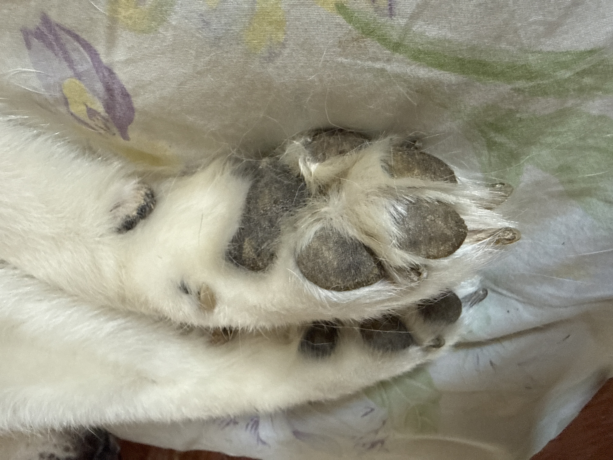 A close-up shot focuses on the paws of a dog resting on a light-colored, patterned fabric. The dog's white fur is prominent, with some darker patches visible on the paw pads and nails. The fabric has a subtle floral pattern, with hints of green and purple. The lighting is soft, suggesting an indoor setting. The image is static, with no discernible action or interaction occurring. The location is not specified.