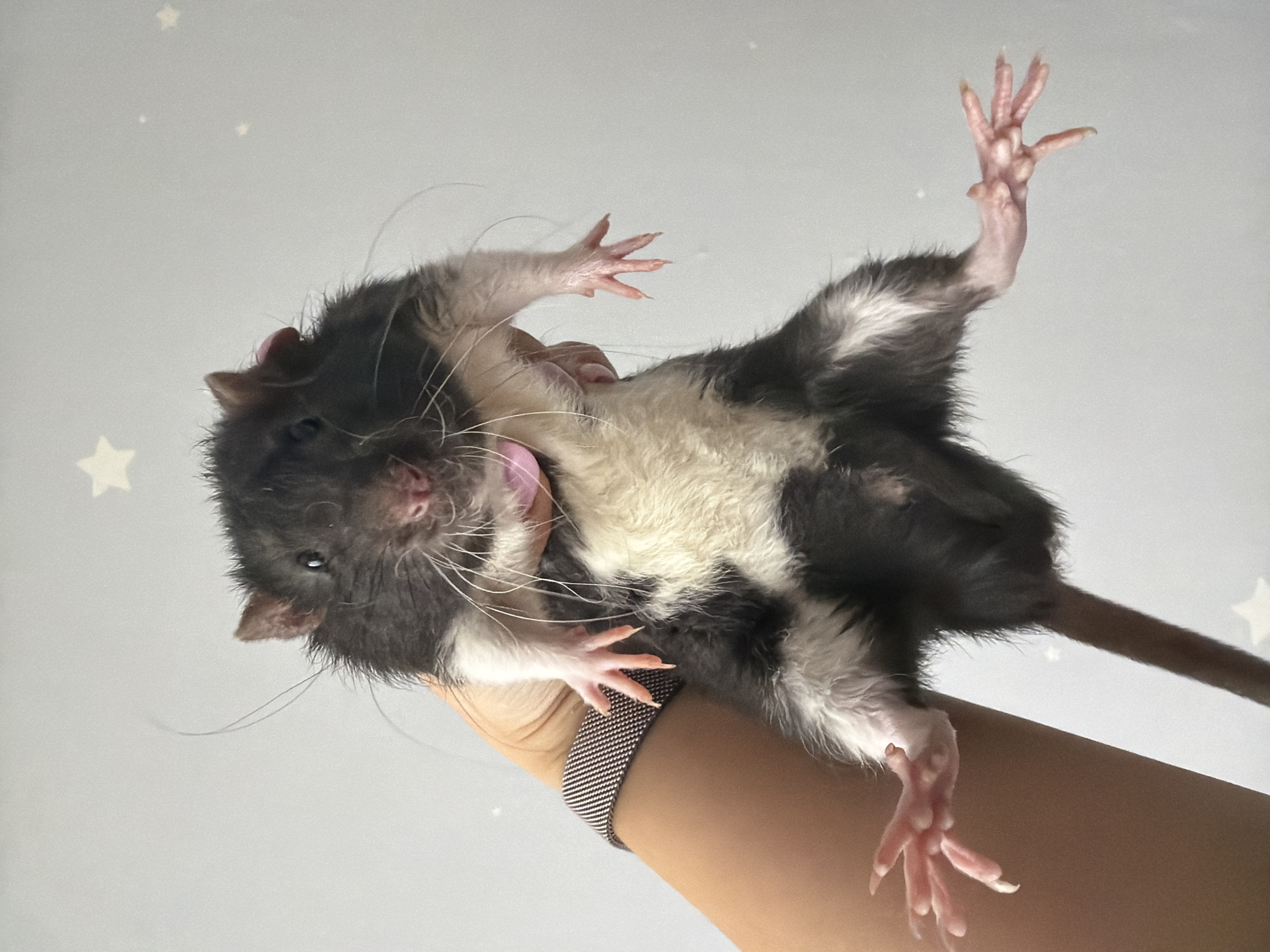 A black and white rat is held upside down in a person's hand. The rat has a pink tongue sticking out. The background is a light gray color with white stars. The location is Unknown, Unknown.