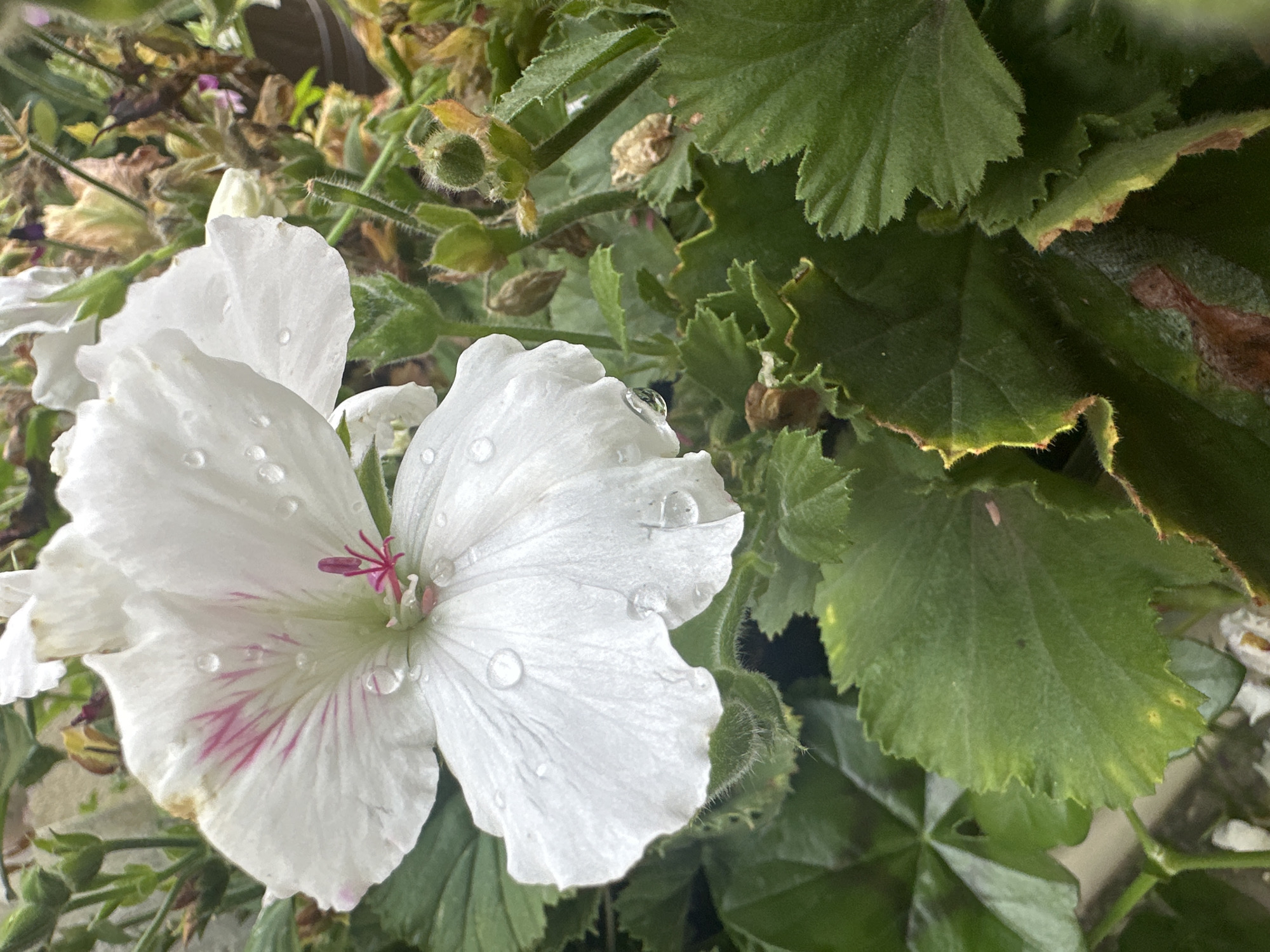 This is a close-up, eye-level, slightly angled, outdoor photograph of a white geranium flower with pinkish veins, featuring water droplets on its petals. The flower is in focus, with its delicate petals and stamen clearly visible. Surrounding the flower are green leaves, some with serrated edges, and dried plant material. The lighting suggests a natural, possibly overcast, daytime setting. The image was taken in Łódź, Poland.