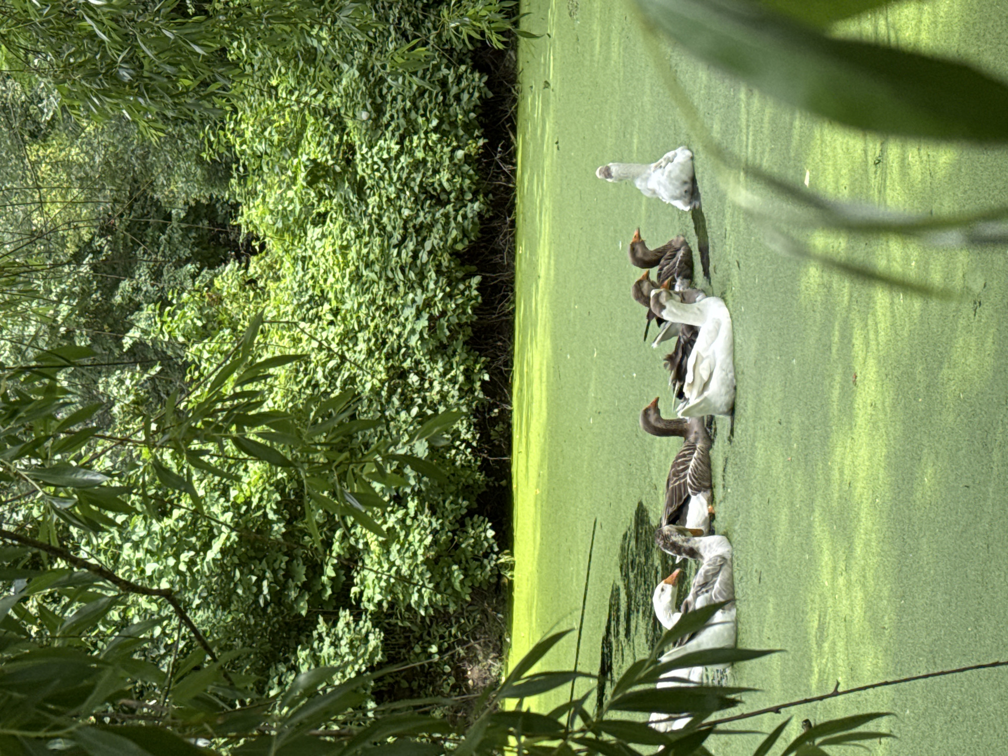 In Ulitkino, Russia, a group of geese are swimming in a pond covered with a thick layer of bright green algae. The pond is surrounded by dense green foliage, with trees and bushes forming a natural backdrop. The image captures a serene moment as the geese navigate the alga-covered water, with some appearing to preen while others look around. The overall scene is one of natural tranquility.