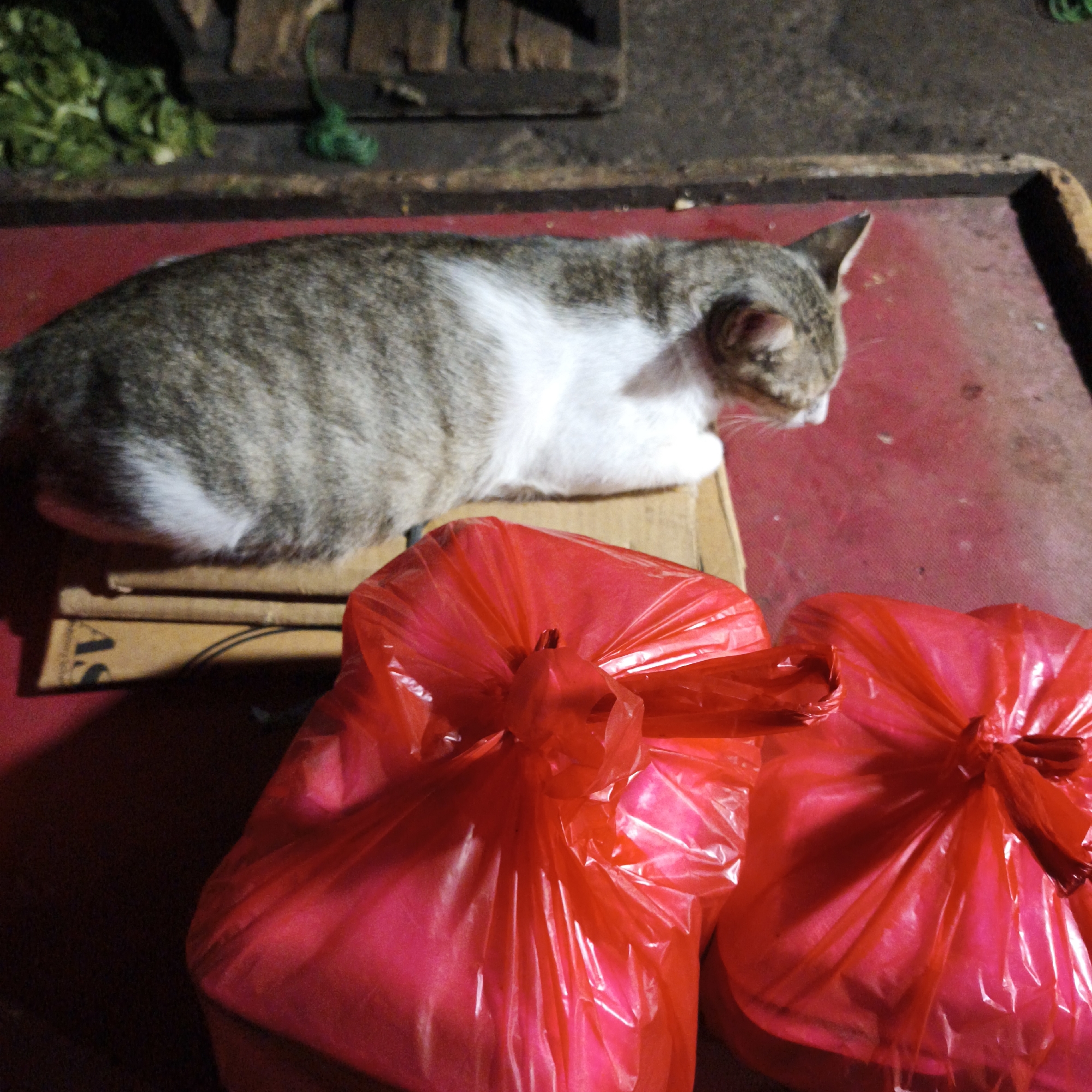 A tabby and white cat is lying on a piece of cardboard that is on a red surface. In front of the cat, there are two red plastic bags tied at the top. In the background, there are some green leafy vegetables on a dark surface. The scene appears to be indoors or under cover, possibly in a market or a domestic setting. The lighting is dim. There are no people visible in the image. The location is identified as South Jakarta, Indonesia.