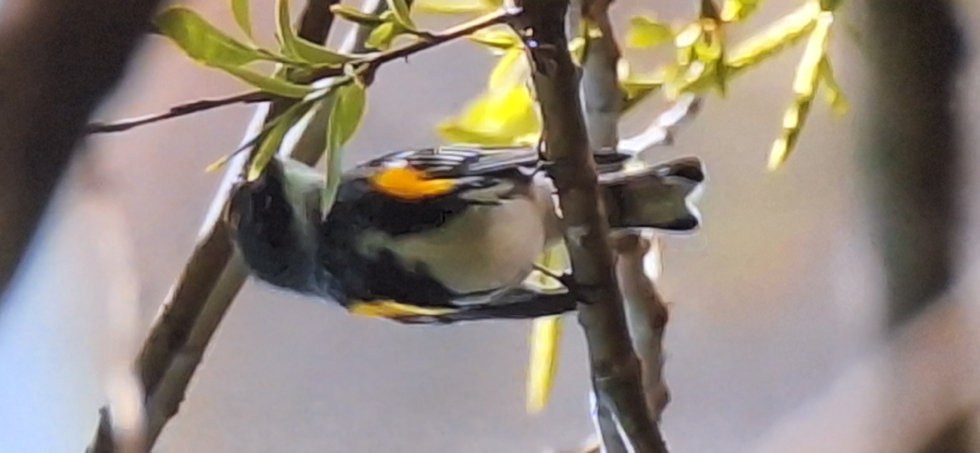 A small bird with black, white, and orange plumage is perched on a tree branch. The bird is facing away from the camera, with its head slightly turned to the right. Its wings are folded against its body, and its tail is fanned out. The bird is in focus, while the background is blurred. The background appears to be a light gray wall with some greenery visible. The image is taken from a slightly low angle. The scene does not depict any recognizable landmarks of Bila Tserkva, Ukraine.
