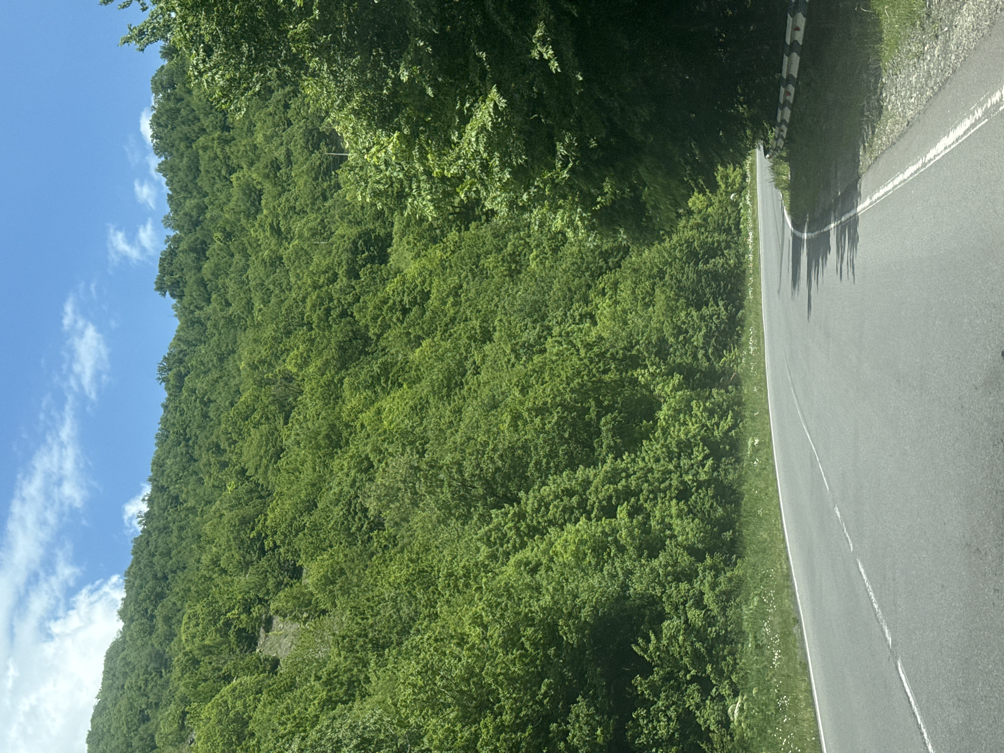 The image shows a winding asphalt road curving to the right, bordered by a grassy shoulder and a metal guardrail on the right side. The road is marked with white lines. To the left of the road, a steep, densely forested hillside rises, covered in lush green trees. The trees are a vibrant green, indicating a summer or late spring setting. The sky above is a bright blue with scattered white clouds. The scene appears to be a scenic rural or mountainous area, likely a road in the vicinity of Fioletovo, Armenia, given its mountainous terrain and vegetation. No people or animals are visible in the image.