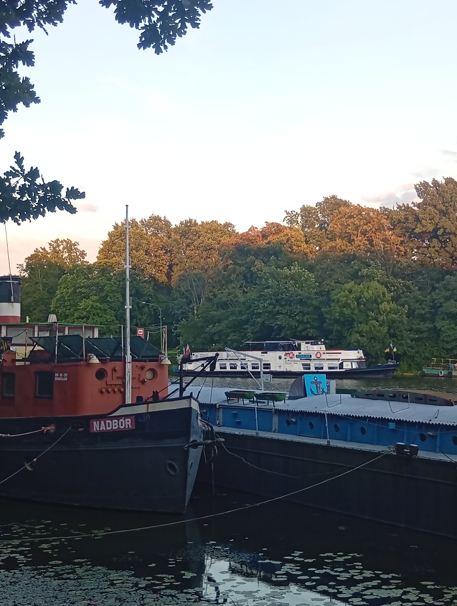 The image shows a view from a riverbank, looking across the water towards a tree-lined shore. In the foreground, a dark-hulled boat with the name "NADRÓB" in red lettering is docked. This boat appears to be an older vessel, possibly a tugboat, with an orange superstructure. Moored alongside it is a longer, blue-hulled barge or cargo boat.
In the middle ground, a white passenger boat with "RUMIKA" visible on its side is moving away from the shore. Further in the distance, on the riverbank, is a dense line of trees illuminated by the warm, golden light of what appears to be late afternoon or early evening sun. The sky is a pale blue with some soft, muted clouds. The water in the foreground is calm and reflects the scene, with patches of lily pads visible on its surface. The presence of the boats and the specific name "WROCLAW" on the orange superstructure of the foreground boat indicates the location is the Oder River in Wrocław, Poland. No people are clearly visible in the image.