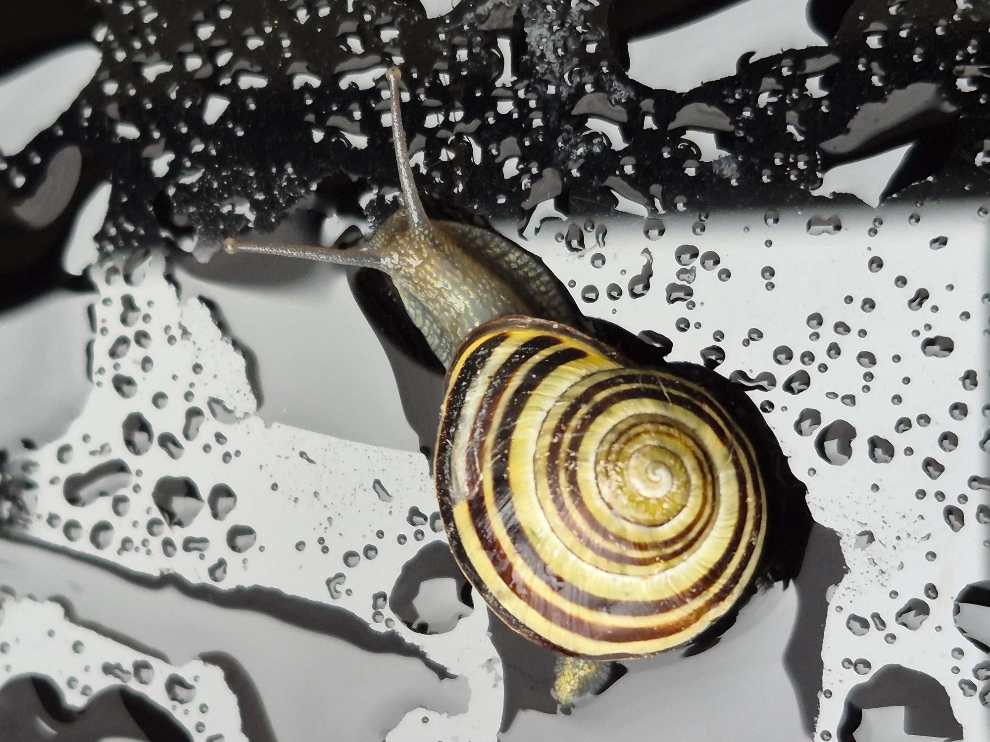 A macro shot shows a striped snail on a wet, reflective surface. The snail's shell is prominent, featuring alternating bands of yellow and dark brown. Its body, a pale tan color, extends forward, with two eye stalks pointing upwards. The surface it rests on is dark and glossy, dotted with numerous water droplets that create a textured, almost crystalline appearance. The lighting creates strong reflections and highlights on the wet surface and the snail's shell. The background is a mix of blurred dark and light areas, suggesting a controlled studio environment rather than an outdoor setting. There are no people or other animals visible in the image. The scene is a close-up study of the snail and its environment.