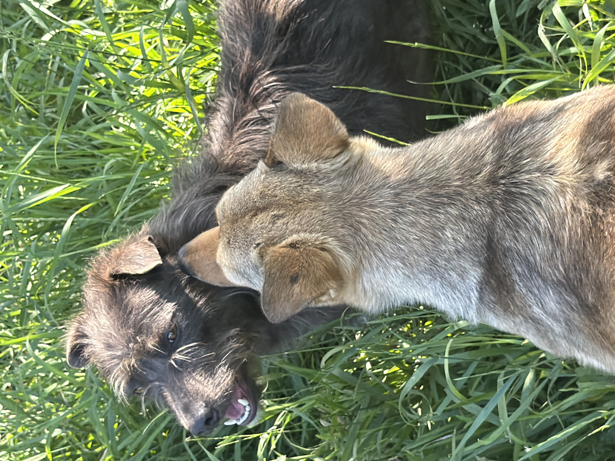 Two dogs are playing in a grassy field in Leningradskaya, Russia. The dog in the foreground is dark-colored with shaggy fur and is lying on its back with its mouth open, panting. The dog behind it is lighter-colored and appears to be nudging the first dog with its nose. The grass is green and lush, suggesting it is daytime and the weather is warm. The overall impression is one of playful interaction between the two animals in a natural outdoor setting.