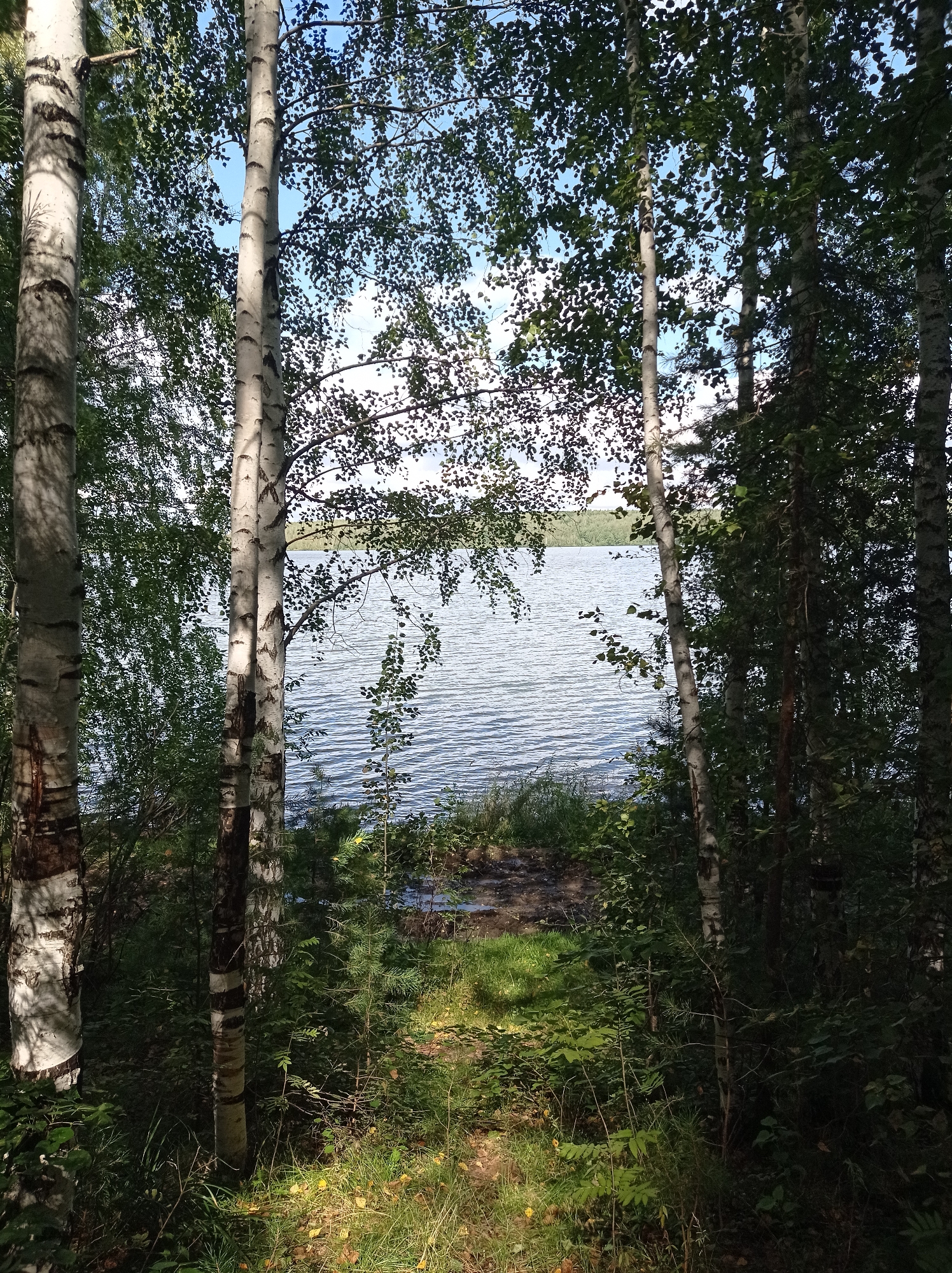 The image depicts a serene natural scene, likely a lakeside forest, with a body of water visible through the trees. The foreground is dominated by several birch trees with their characteristic white bark. Sunlight filters through the dense foliage, creating dappled patterns on the ground and the tree trunks. The water appears calm, with gentle ripples reflecting the blue sky and clouds. The vegetation is lush and green, with a mix of trees and undergrowth. The scene conveys a sense of tranquility and the unspoiled beauty of nature. No people or specific man-made structures are visible, suggesting a remote or natural setting. This type of landscape is common in the Sverdlovsk Oblast region, where the city of Degtyarsk is located, known for its numerous forests and water bodies.