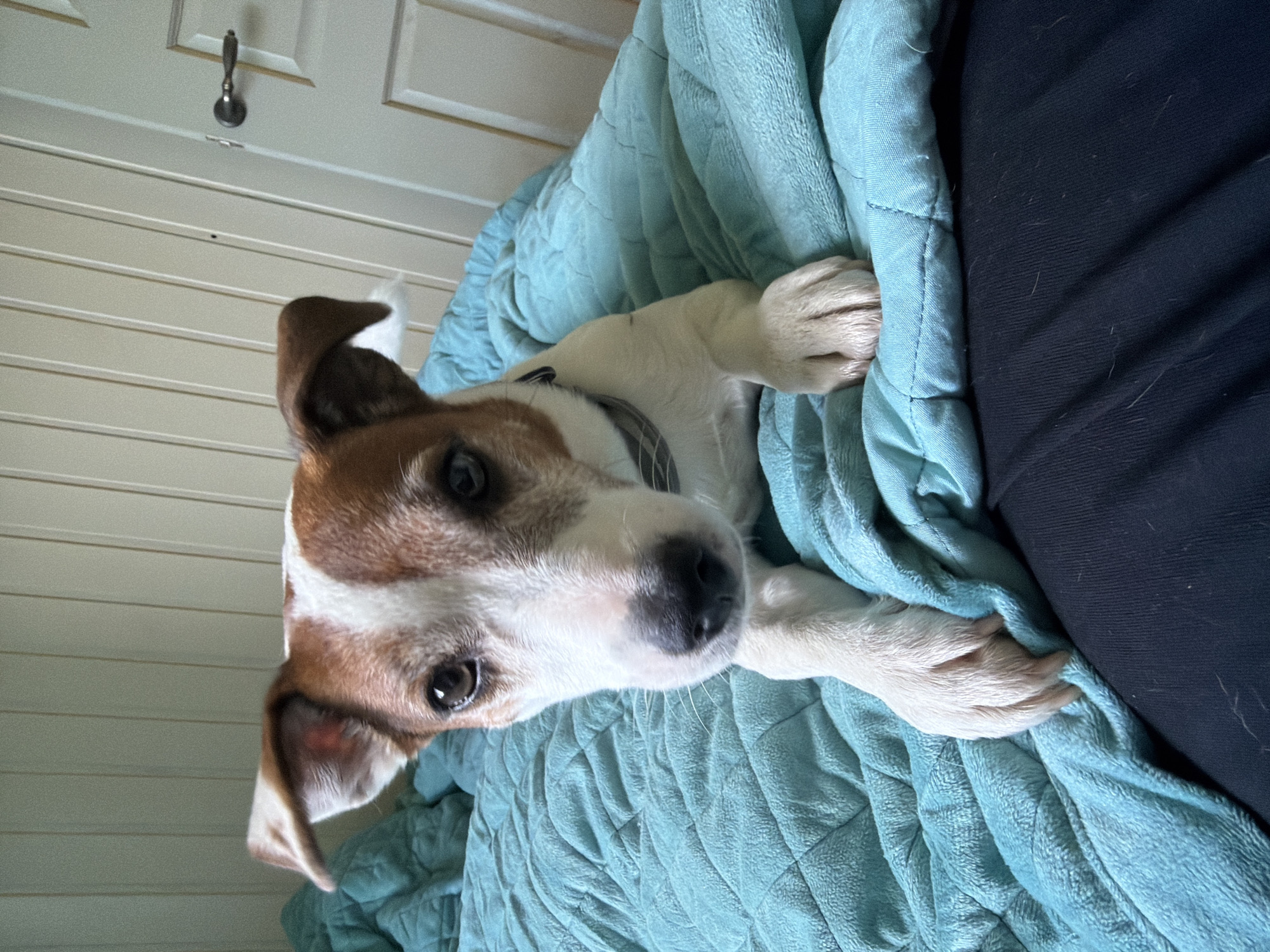 The image depicts a Jack Russell Terrier dog resting on a quilted teal blanket, likely indoors. The dog is positioned in the foreground, facing the camera with its paws extended. The background features a paneled wall and a door with a silver handle. The lighting suggests an indoor setting, possibly a bedroom. There is no information available in the image to determine the location in Blagoveshchenskoe, Russia.