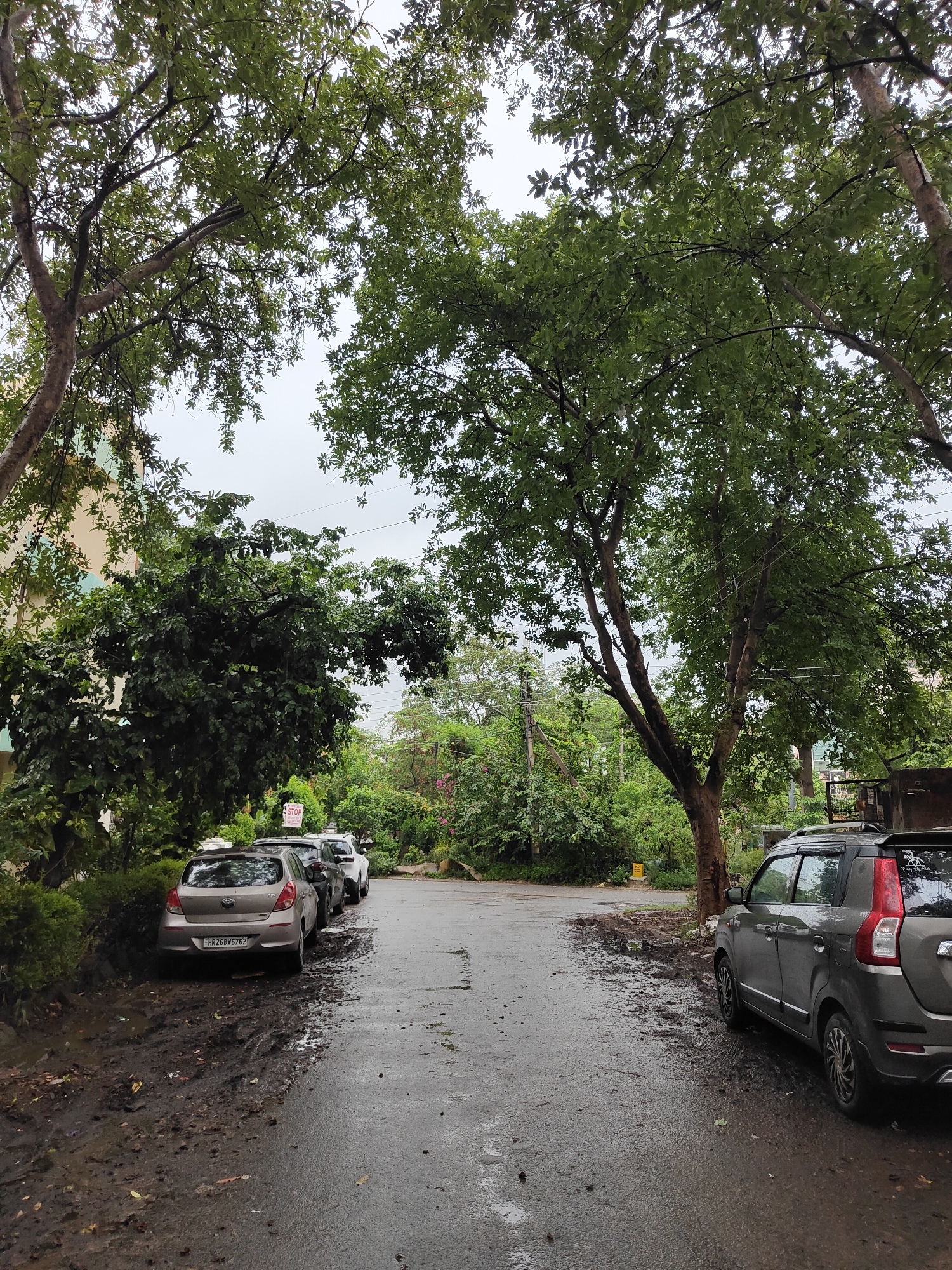 The image captures a street scene in Gurgaon, India, on a cloudy day. The wet asphalt road suggests recent rain. Several cars are parked along the side of the road. On the left, a light-colored hatchback is parked next to a muddy patch of ground. Further down the road, more cars are visible, including a white SUV.
The scene is dominated by lush green trees with dense foliage, their branches arching over the road, creating a canopy. Some of these trees appear quite old and large. Behind the trees on the left, part of a building is visible, suggesting a residential or commercial area. On the right side of the road, there are more trees and dense greenery, with some pink flowers adding a touch of color. A "STOP" sign is mounted on a pole amidst the foliage. Power lines are strung between poles in the background, indicating the presence of urban infrastructure. The overall impression is one of a street in a green, developed area of Gurgaon.