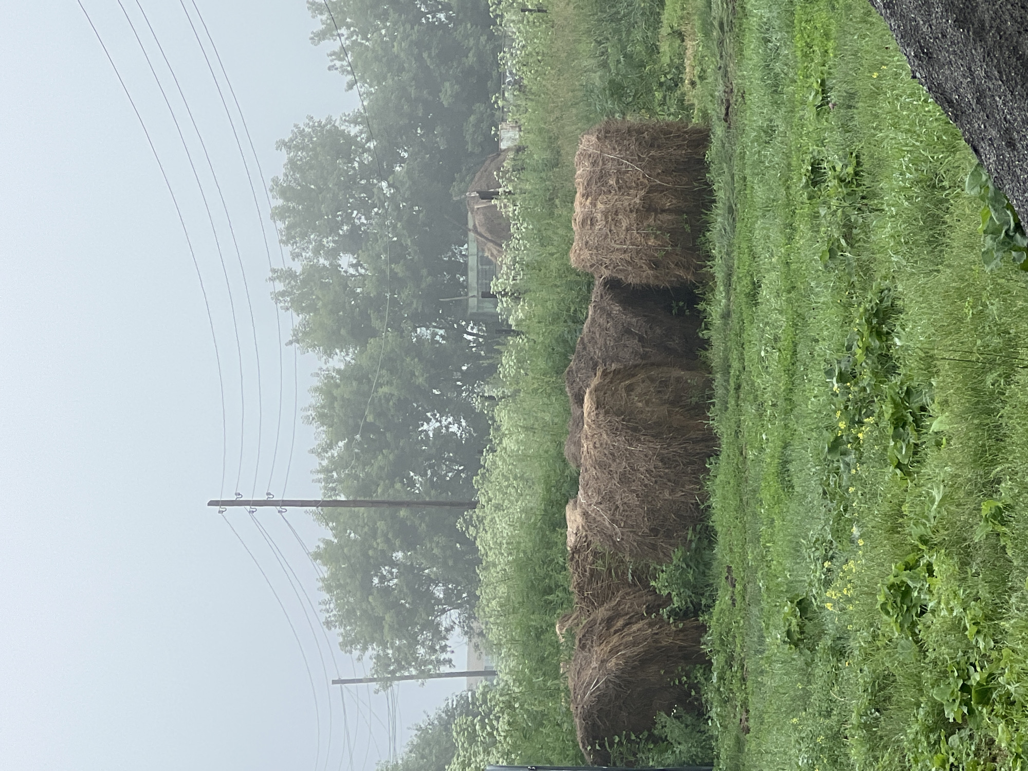 The image depicts a rural scene in Pivkino, Russia, characterized by a light fog. In the foreground, a field of lush green grass is dotted with small yellow wildflowers. Behind this, a line of several large, round hay bales rests on the grass, some partially obscured by vegetation. A dense patch of white wildflowers and green foliage forms a midground element. Further back, a row of trees with dense green foliage lines the horizon. Visible above the trees are utility poles with wires, and a faint, blurry structure is discernible in the distance. The overall atmosphere is serene and pastoral. There are no people or animals visible in the image.