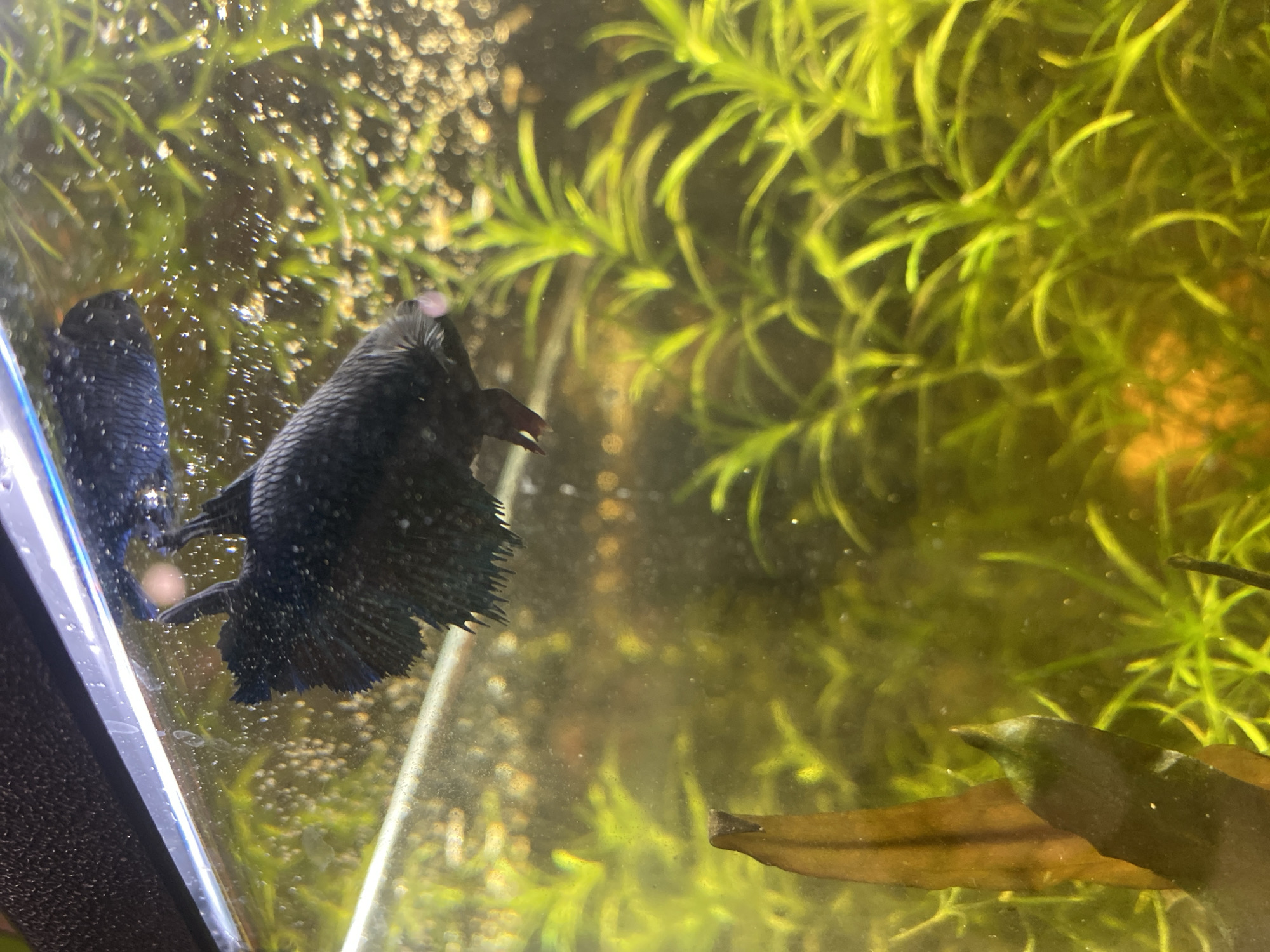 A black betta fish with flowing fins swims near the surface of a tank, illuminated by overhead lighting. The water is slightly cloudy with suspended particles and small bubbles. Green aquatic plants occupy the lower portion of the tank, with a brown, leaf-like plant on the left. The background is blurred, suggesting a shallow depth of field. The image does not contain information about the city of Volzhsk, Russia.