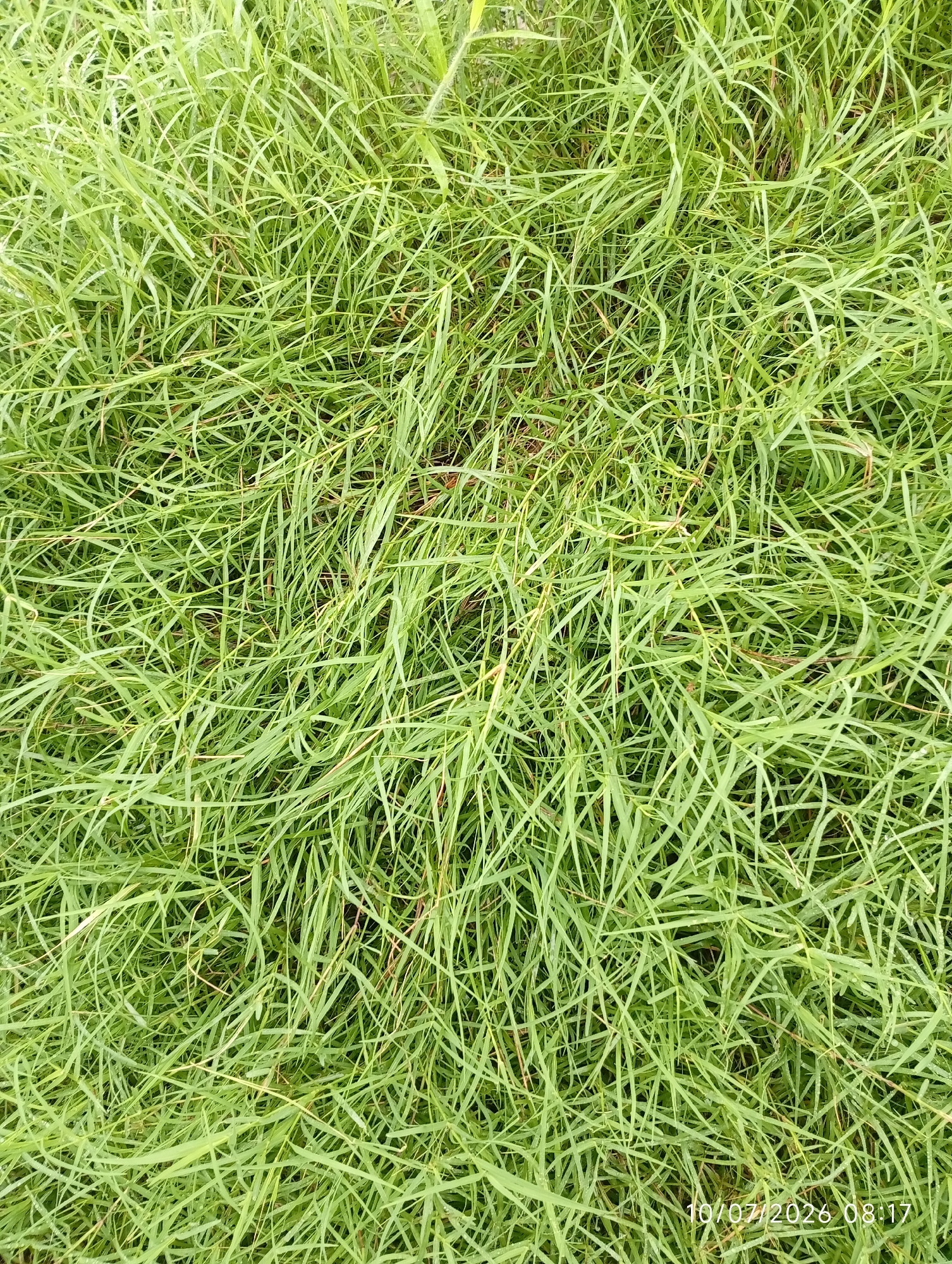 The image is a close-up, top-down view of a dense patch of green grass, likely taken outdoors in Bana Stream, Nigeria. The grass blades are long, thin, and appear somewhat unruly, with many overlapping and crisscrossing each other. Some blades are a vibrant green, while others show hints of yellow or brown, suggesting variations in maturity or light exposure. The texture is uneven, creating a natural, wild appearance. There are no people or animals visible in the frame. The overall impression is one of natural growth and undisturbed ground cover. A timestamp in the lower right corner reads "10/07/2026 08:17".