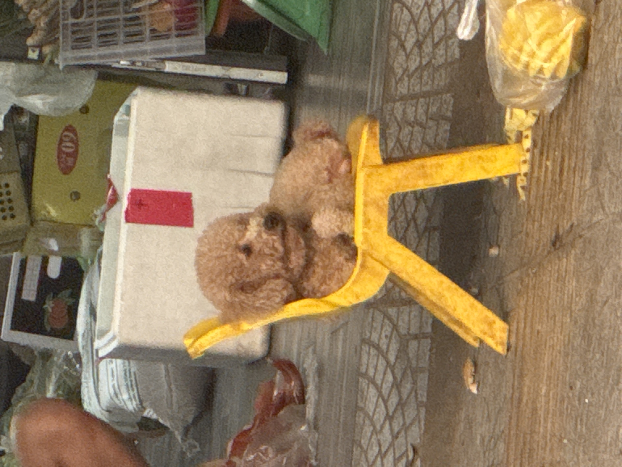 On a patterned tile surface, two poodle puppies huddle in a yellow plastic child's chair, set beside a white foam container marked with a red cross and next to a stack of boxes with a "60%" label. A plastic bag holding what looks like french fries sits near the chair. The image suggests a Vietnamese street scene, though city specificity requires further data. Visible are portions of legs and bags, implying possible commercial activity, with other boxes nearby. The environment is possibly outdoors, implied by tile and potential debris.