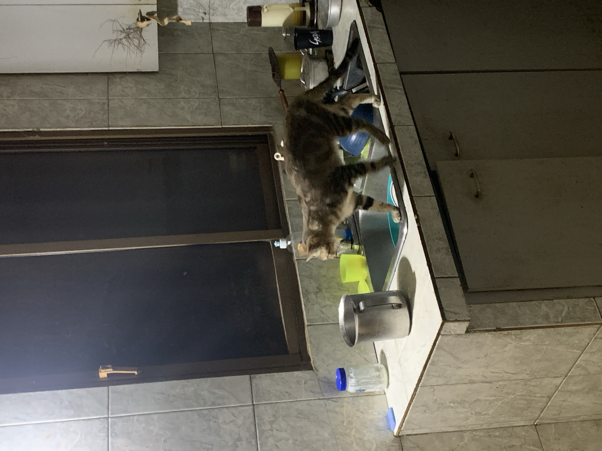The image depicts a tabby cat exploring a kitchen in Santa Ana, Venezuela, under artificial lighting at what appears to be nighttime. The cat, with brown and black stripes, is perched on a light-colored tiled kitchen counter. Its front paws are inside the sink, and its head is lowered, looking intently into the basin, possibly at water or objects within.
The sink contains a blue bowl and a green cup, along with other partially visible dishes. On the counter surrounding the sink, various kitchen items are present, including bottles, a yellow cup, and a black mug with the word "GOA" printed on it. A metal pot or container sits next to the sink. The walls are covered in light-colored tiles, and below the counter are dark-colored cabinets with simple handles.
To the left of the counter, a dark window indicates the time of day. Above the window, a white panel shows some damage, with thin, dry, root-like material or wires hanging from it. The overall setting is a functional kitchen, appearing lived-in and somewhat utilitarian. The scene captures a quiet, curious moment of the cat's activity.