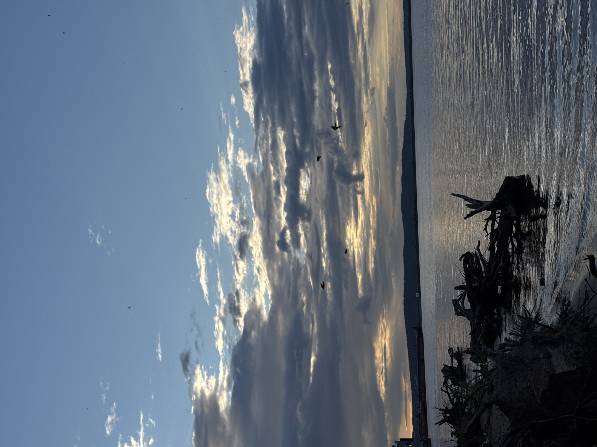 The image depicts a scenic view of a body of water at sunset. The sky is filled with dramatic, elongated clouds that are lit by the setting sun, creating a mix of dark and bright streaks. Several birds are visible in the sky, silhouetted against the clouds. The water's surface is rippled and reflects the light. In the foreground, on the right side of the image, are the gnarled roots and trunks of uprooted trees, partially submerged in the water and on the shore. The overall mood is serene and natural, with the fading light suggesting the end of the day. The image appears to be taken from Chaikovsky, Russia, given the provided location context.