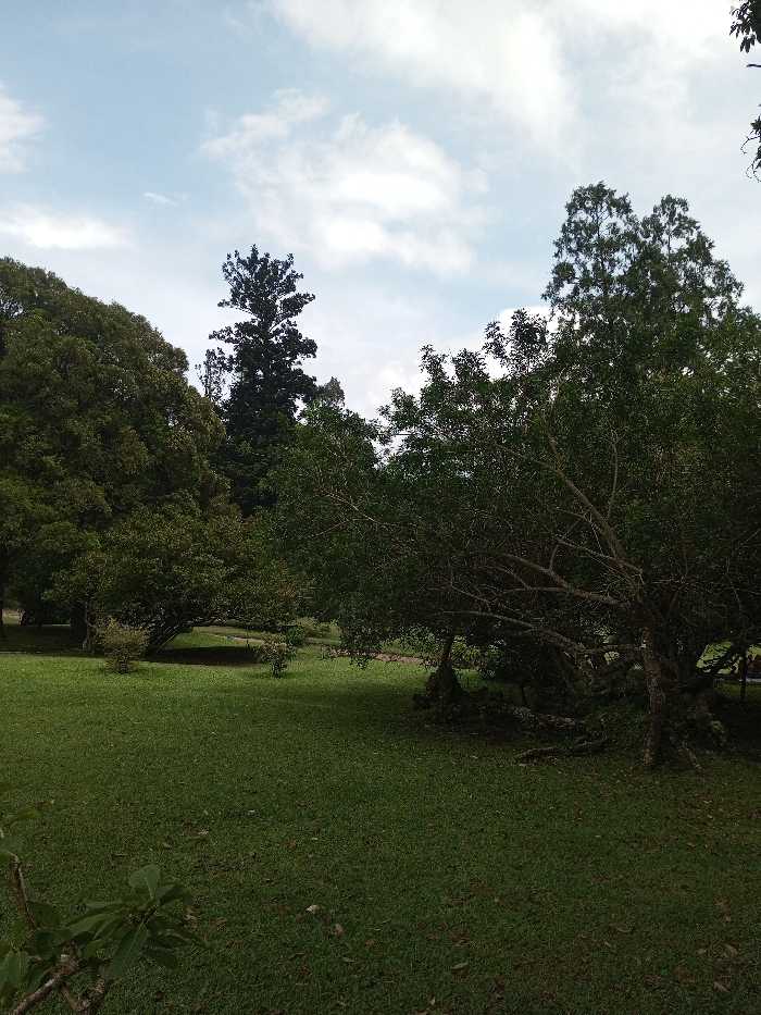 The scene depicts an outdoor environment in Serchhip, India, characterized by extensive vegetation under a partially cloudy sky. The upper third of the image shows a light blue sky with scattered white cumulus clouds. The foreground and mid-ground are dominated by a neatly maintained expanse of short, green grass, with scattered brown leaf litter.
Multiple trees of varying sizes and foliage densities populate the area. On the far left, a dense mass of dark green foliage forms a large canopy. Towards the center-background, a tall, slender, dark conifer-like tree stands prominently, reaching high above other trees. In the mid-ground and extending to the right, several trees with lighter green, bushy foliage are present. One prominent tree on the far right features multiple gnarled trunks and branches, with some lower limbs and roots appearing to rest on the ground, creating shadowed areas beneath its canopy. A branch with sparse foliage from an unseen plant extends into the bottom left corner, out of focus. Shadows are cast across parts of the grassy area, particularly on the right side of the frame. No discernible people, artificial objects, or specific actions are visible within the depicted area.